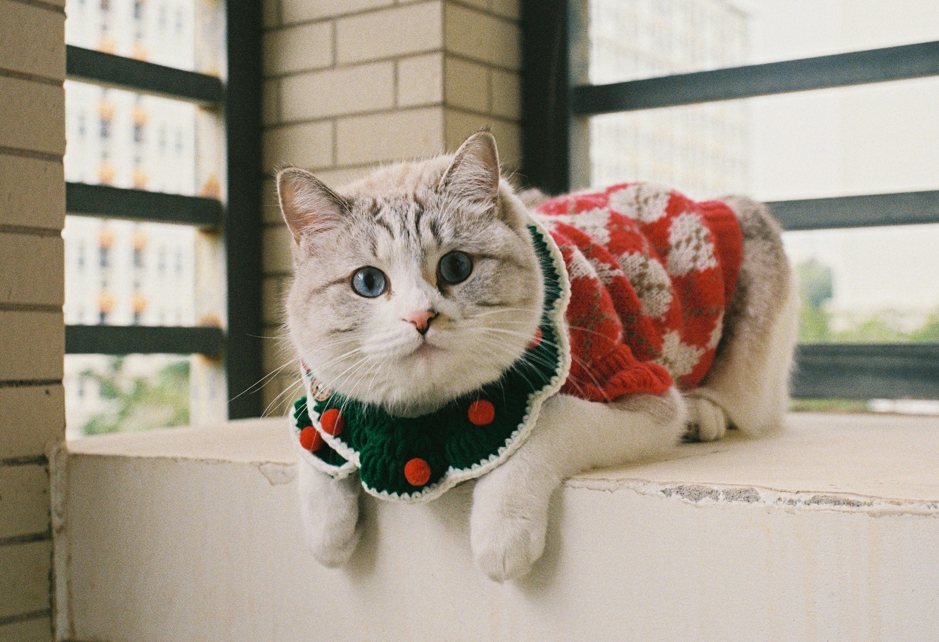 A cat wearing a festive red and green sweater.