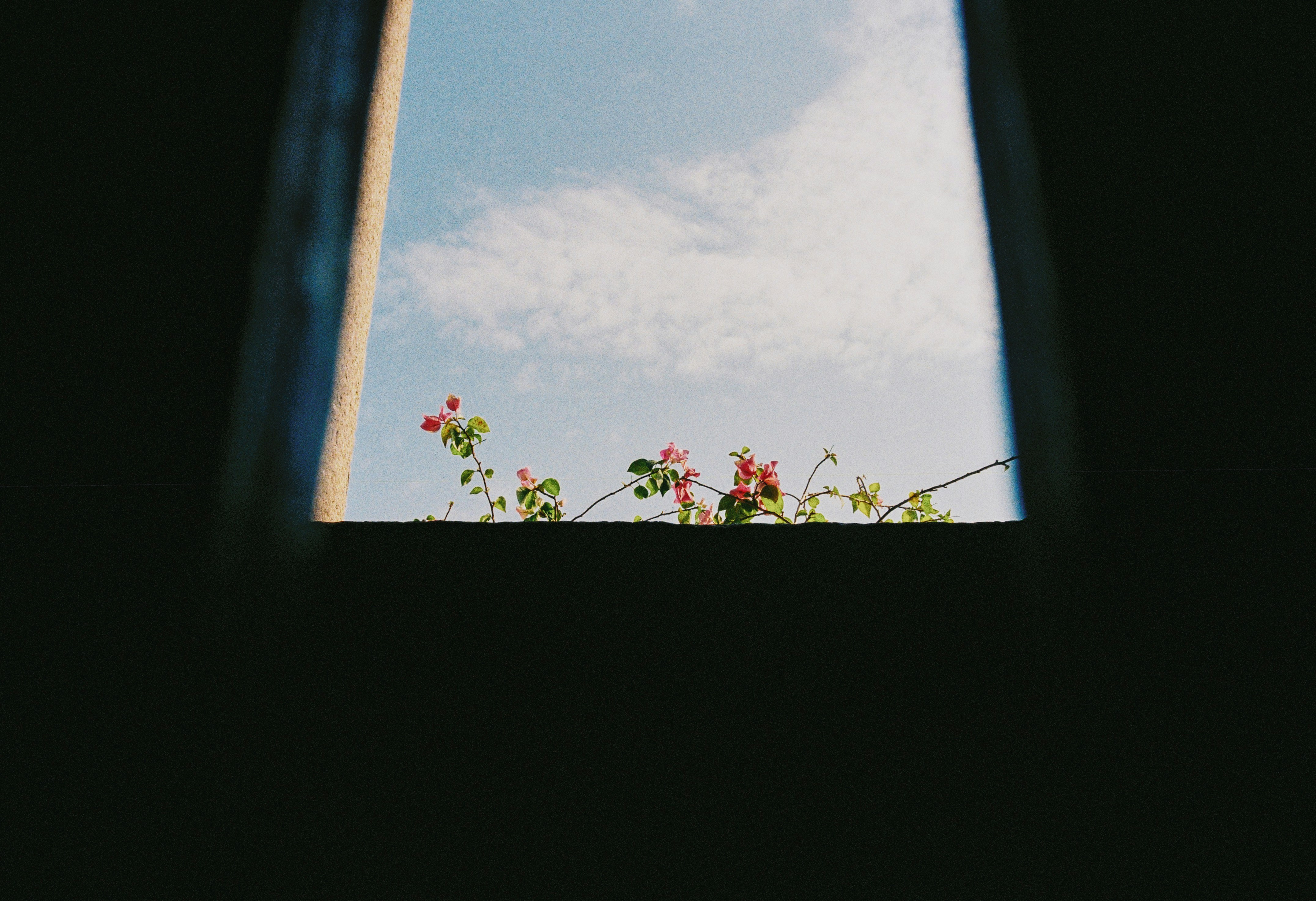 Pink flowers bloom against a blue sky.