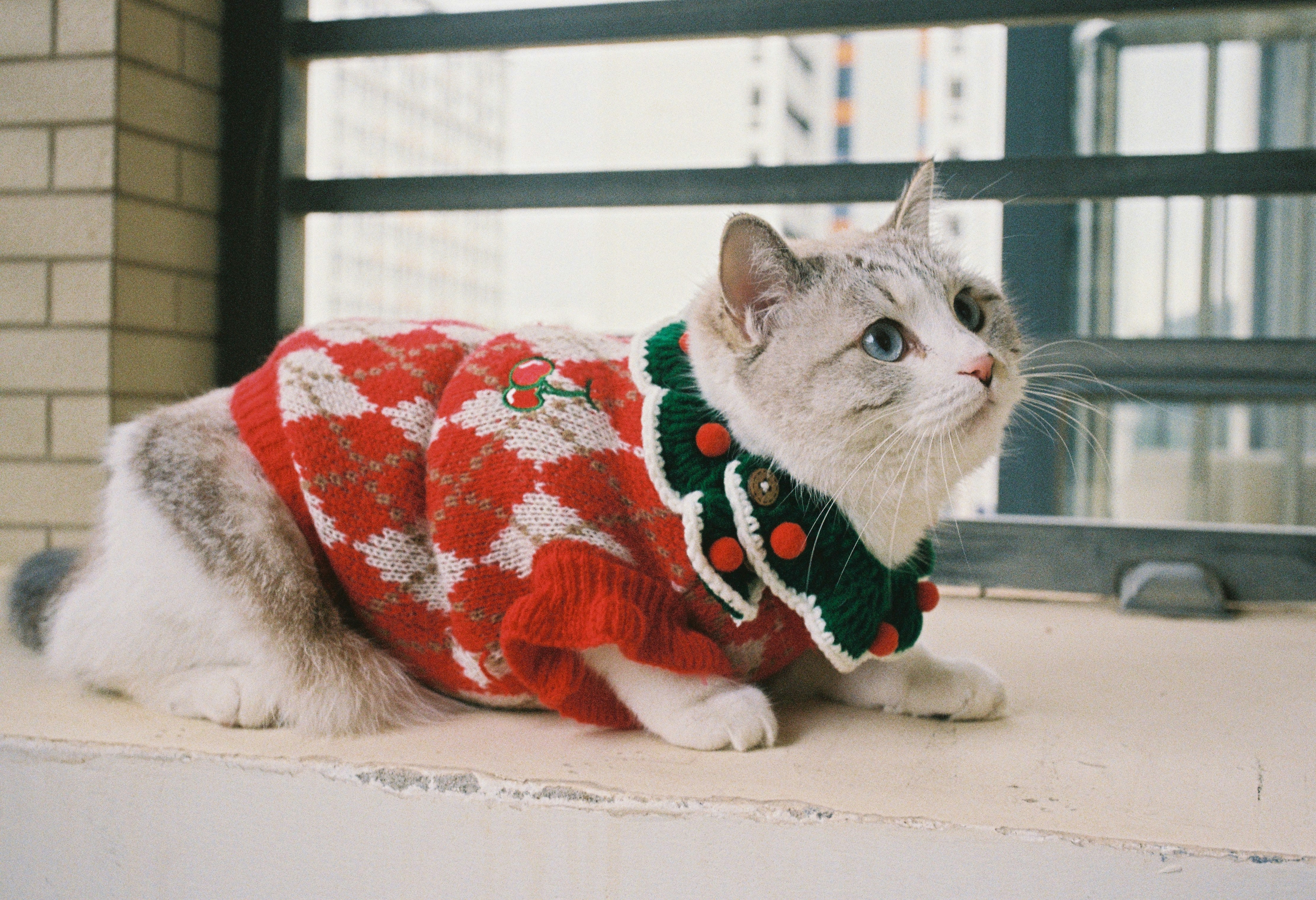 A cat wearing a festive christmas sweater sits by window.
