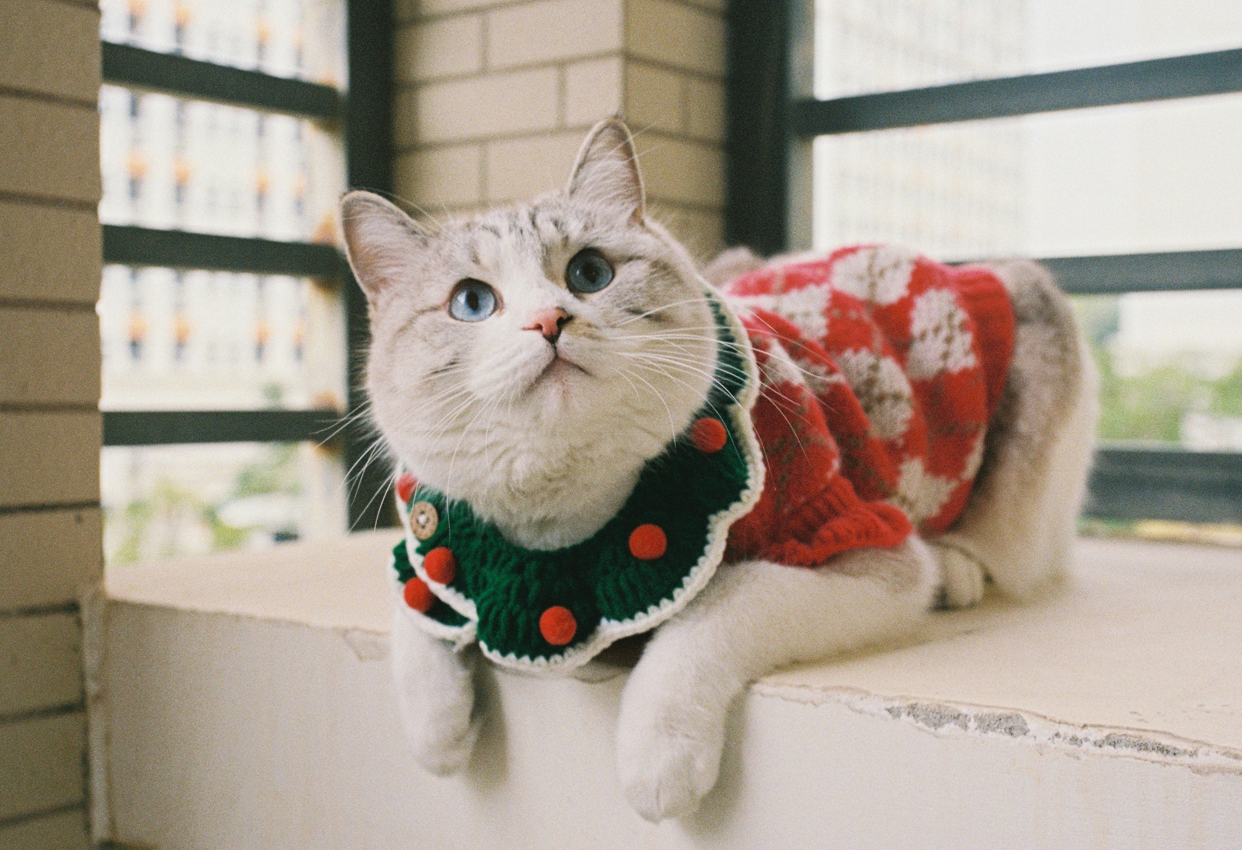 A cat wearing a festive christmas sweater and collar.
