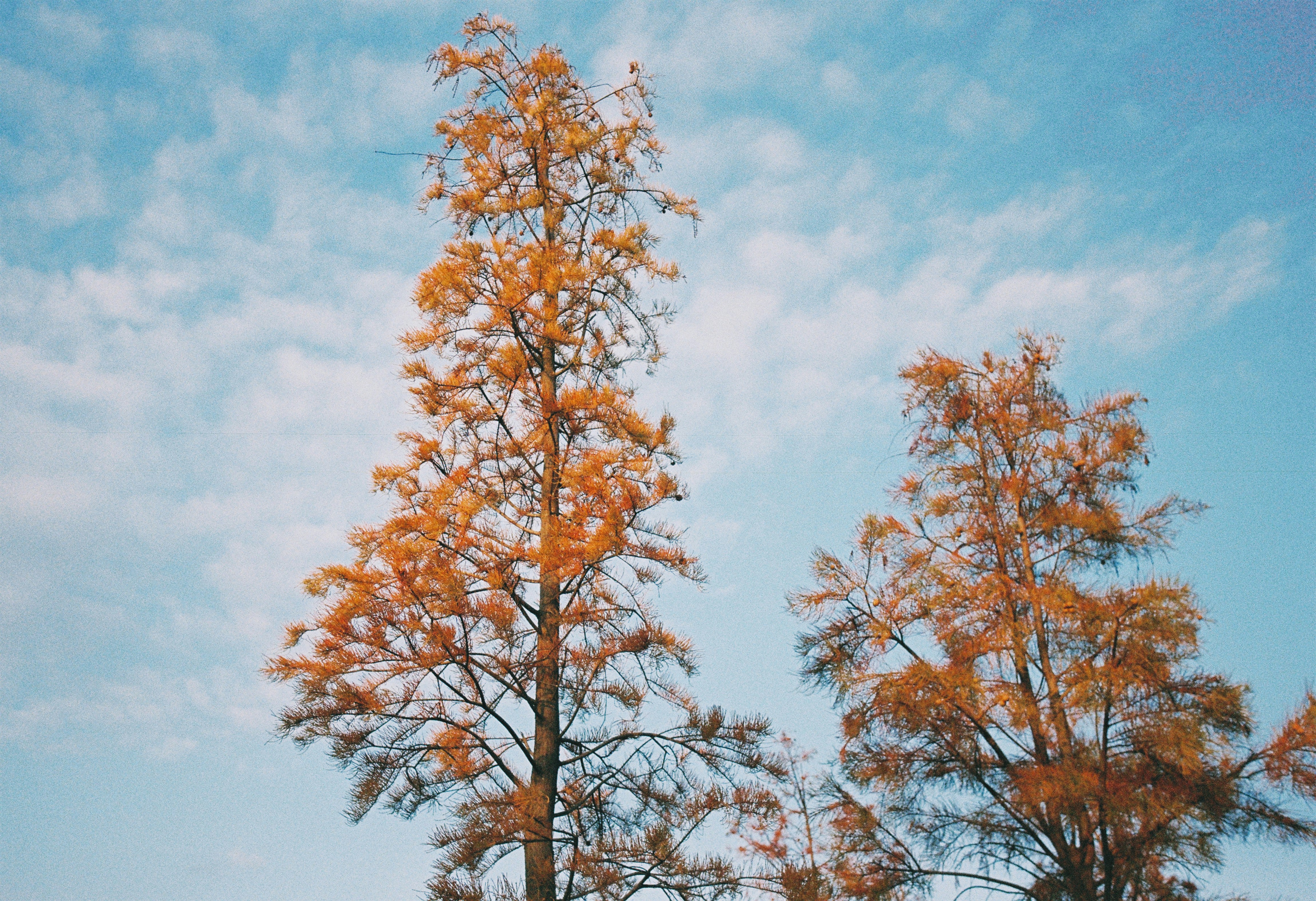 Autumn trees with orange leaves against blue sky