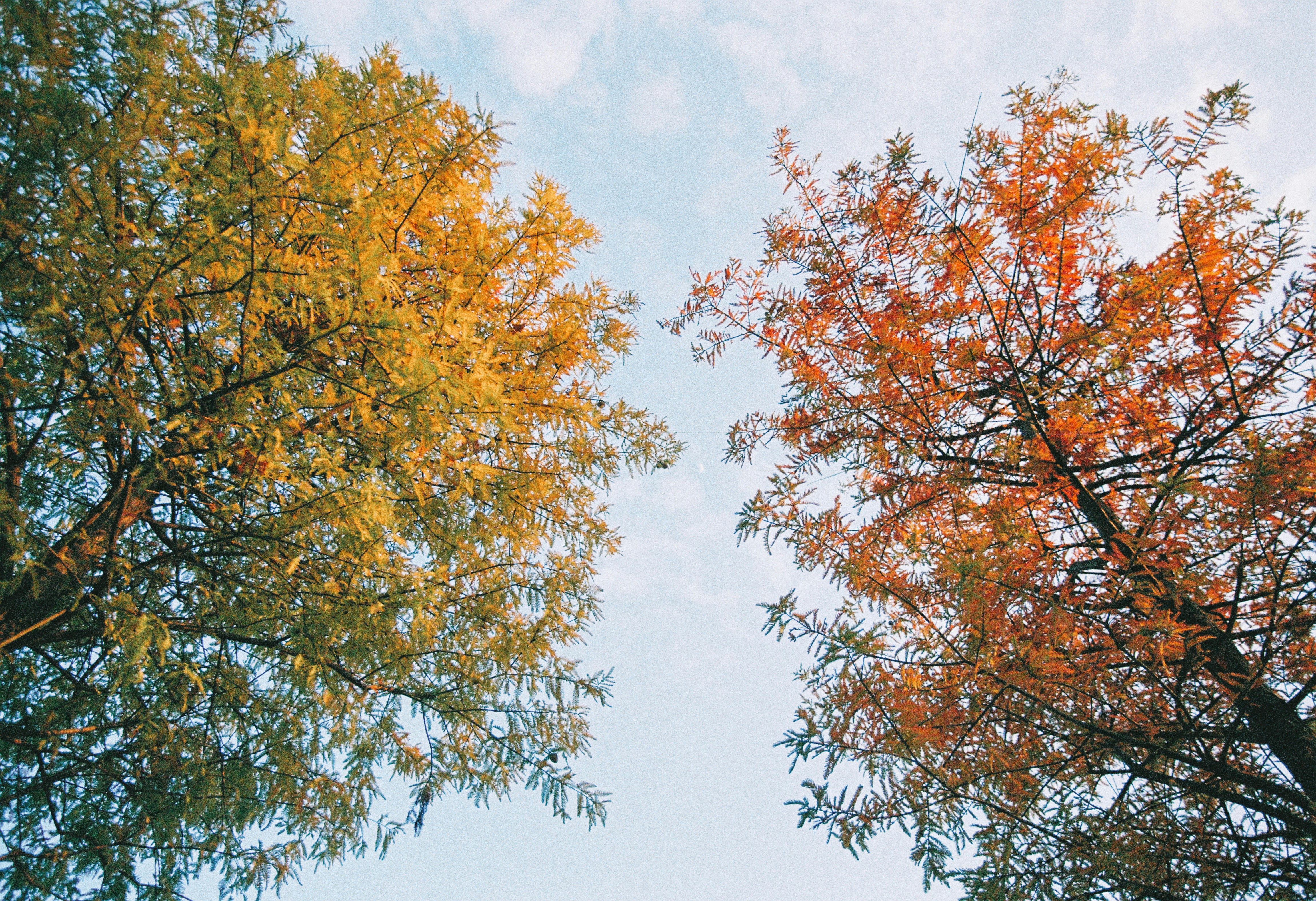 Two trees with autumn foliage against the sky
