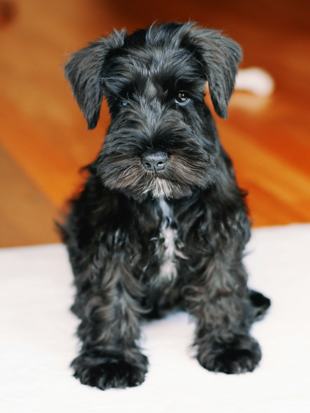 Filhote de Schnauzer Miniatura preto deitado olhando para a câmera