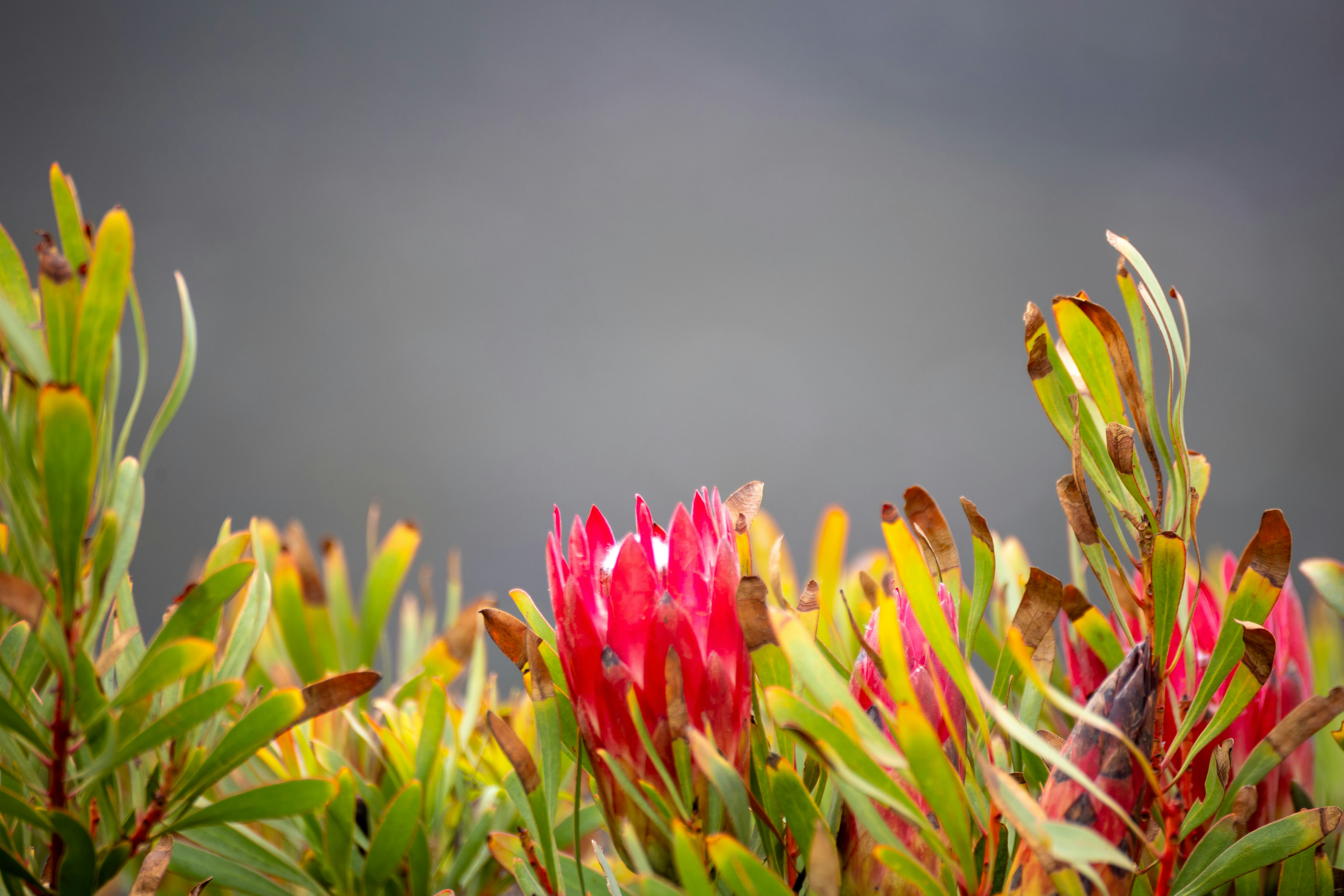 A vibrant pink protea flower blooms amongst green foliage.