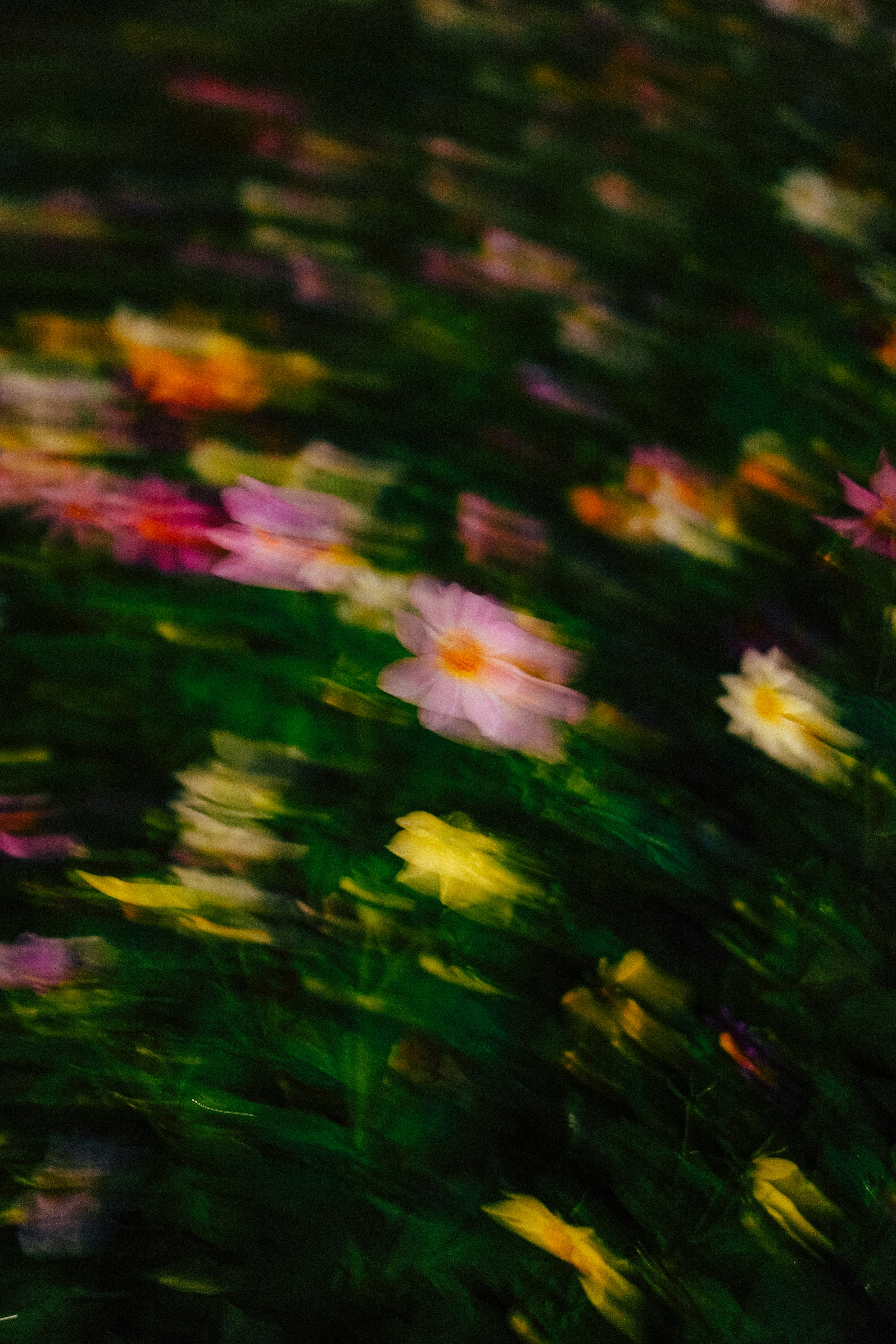 Abstract blurred field of colorful flowers at dusk