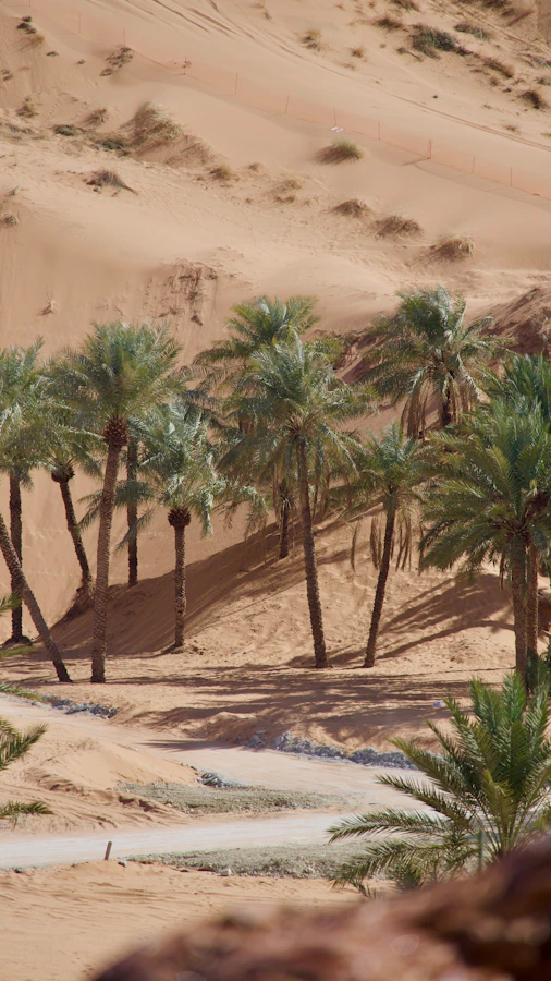 Desert oasis with palm trees