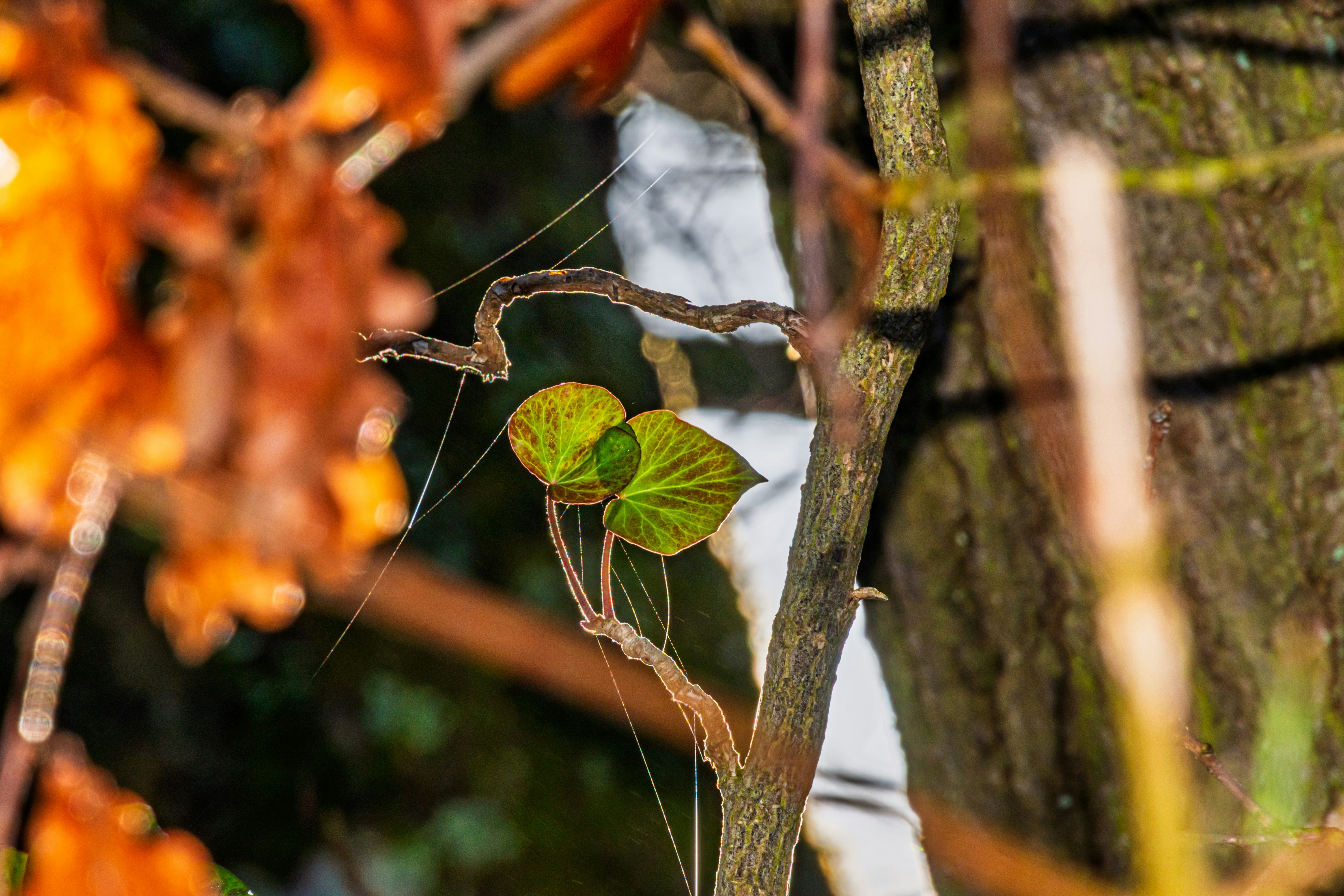 Small green leaves sprout from a thin branch.