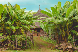 Thatched roof hut surrounded by lush banana trees and foliage.