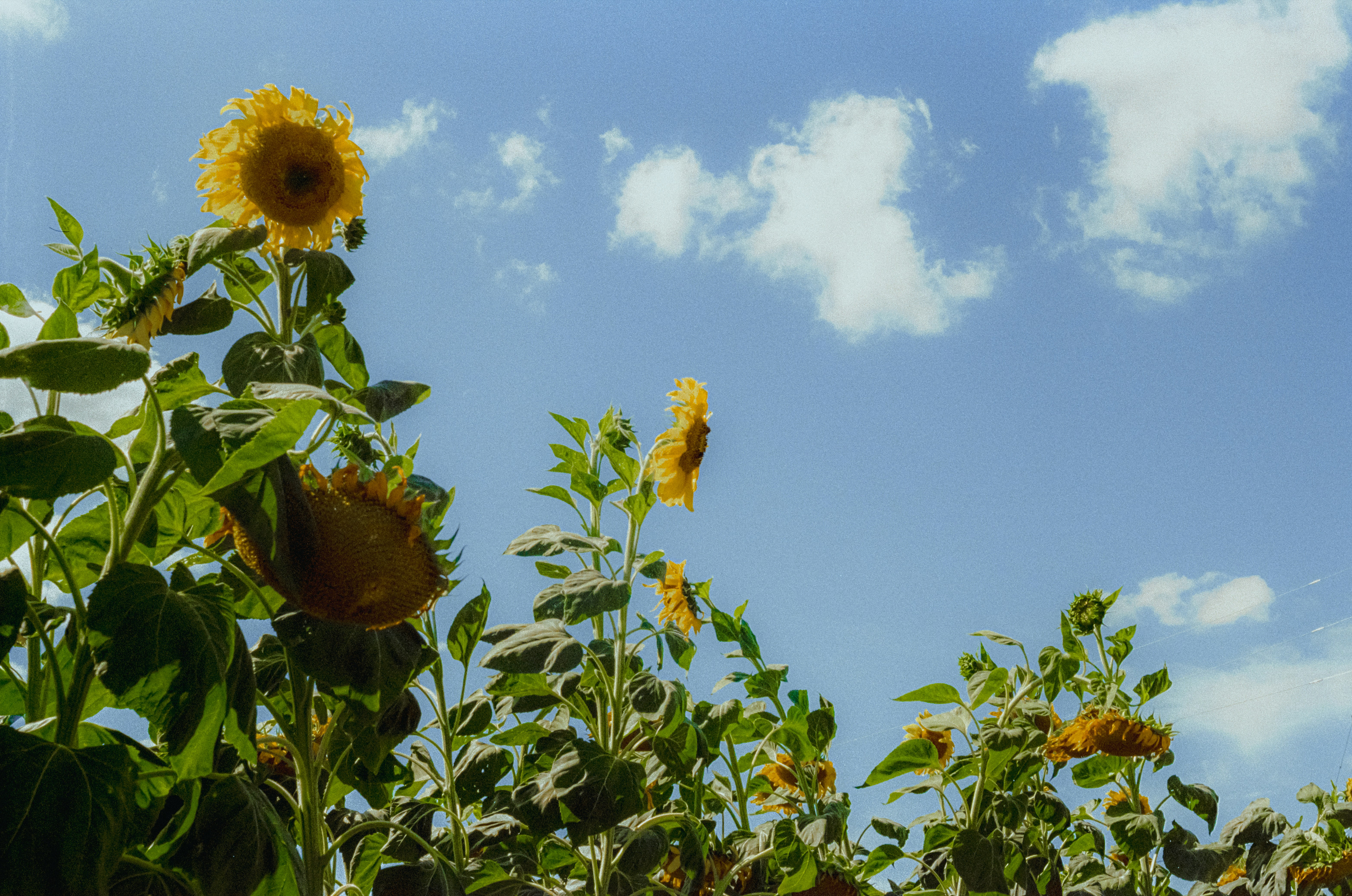 Photo by linusbelanger