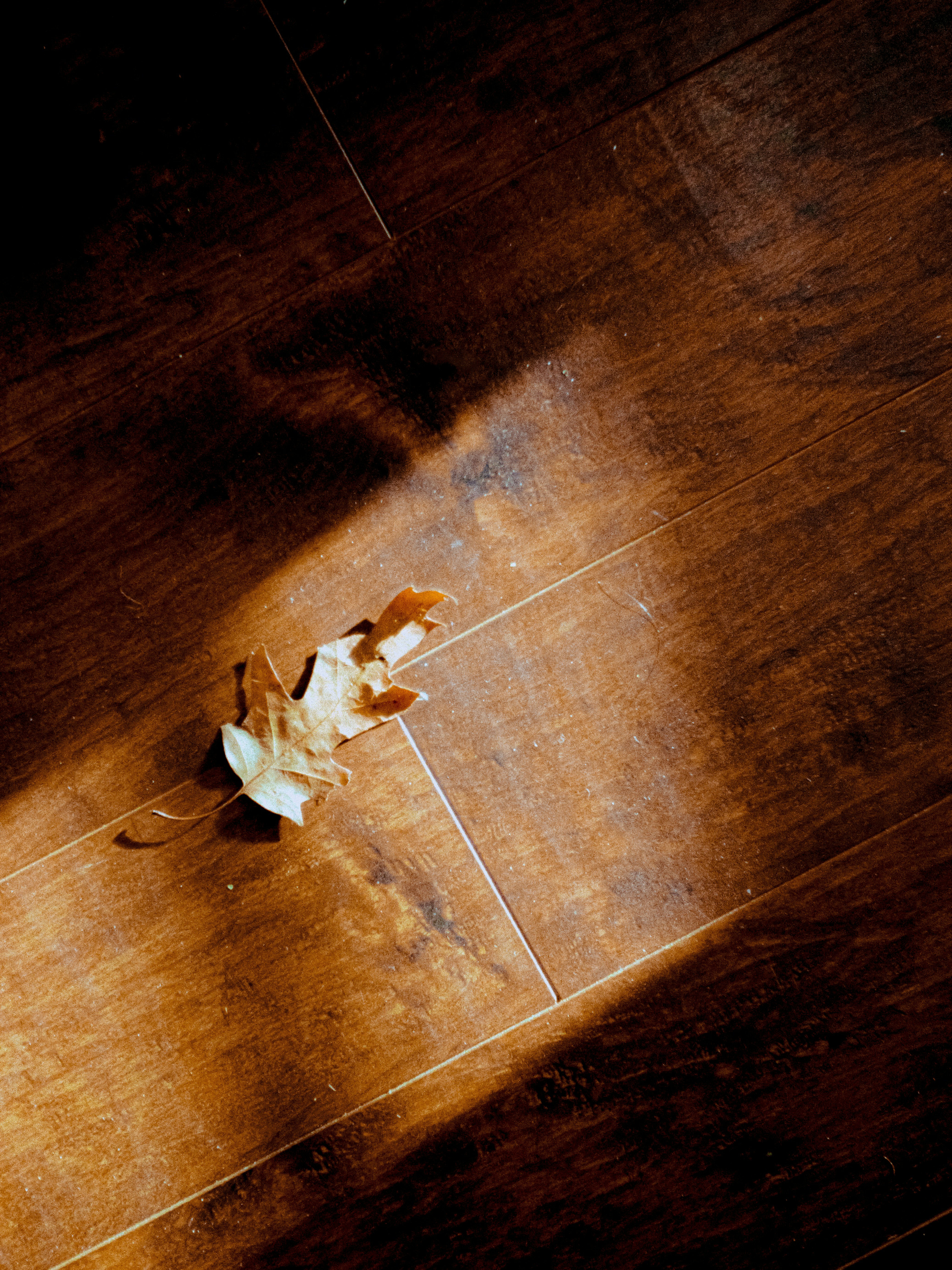 一枚の乾いた葉が木の床に置かれている