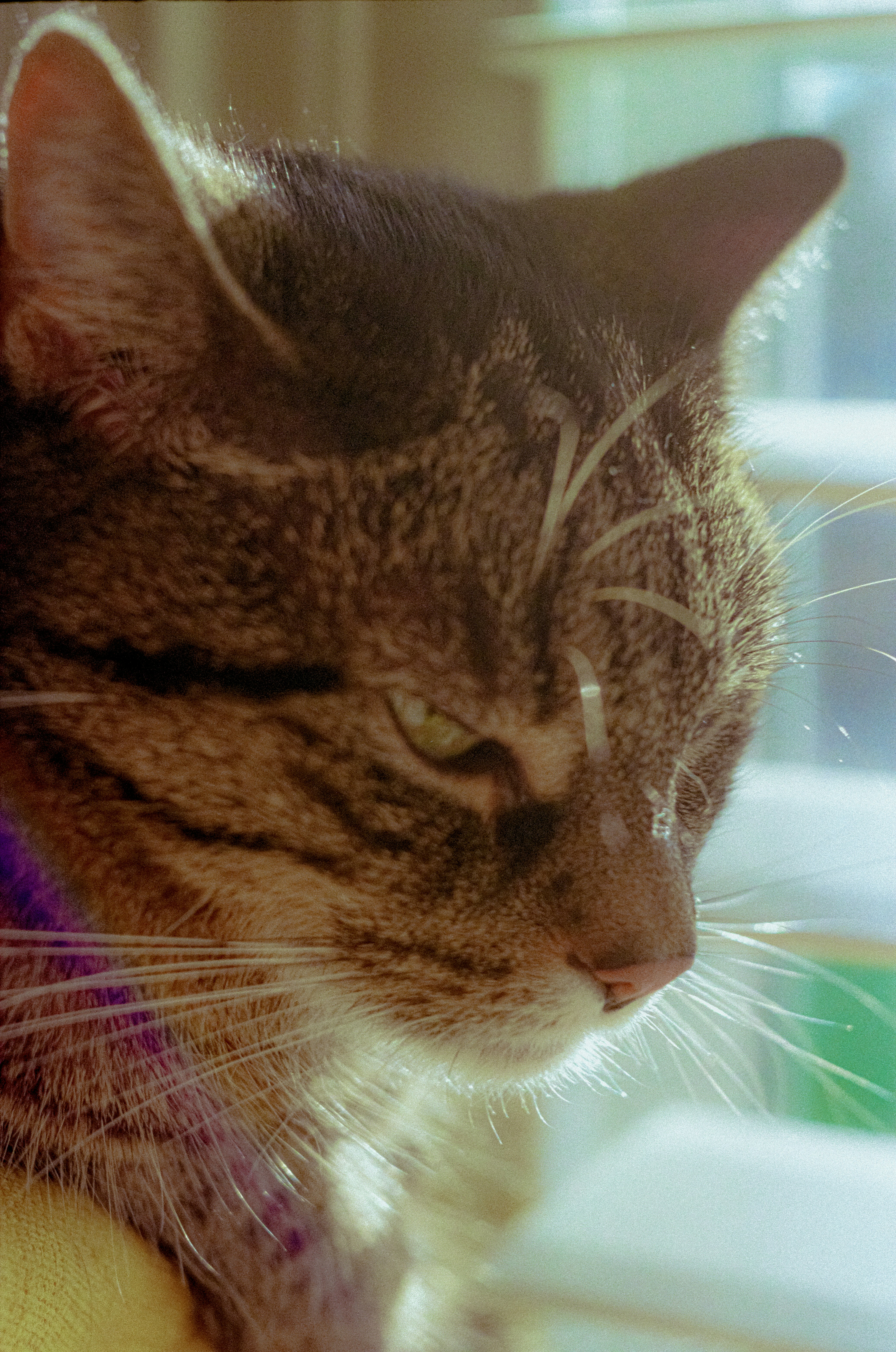 Photo by linusbelanger