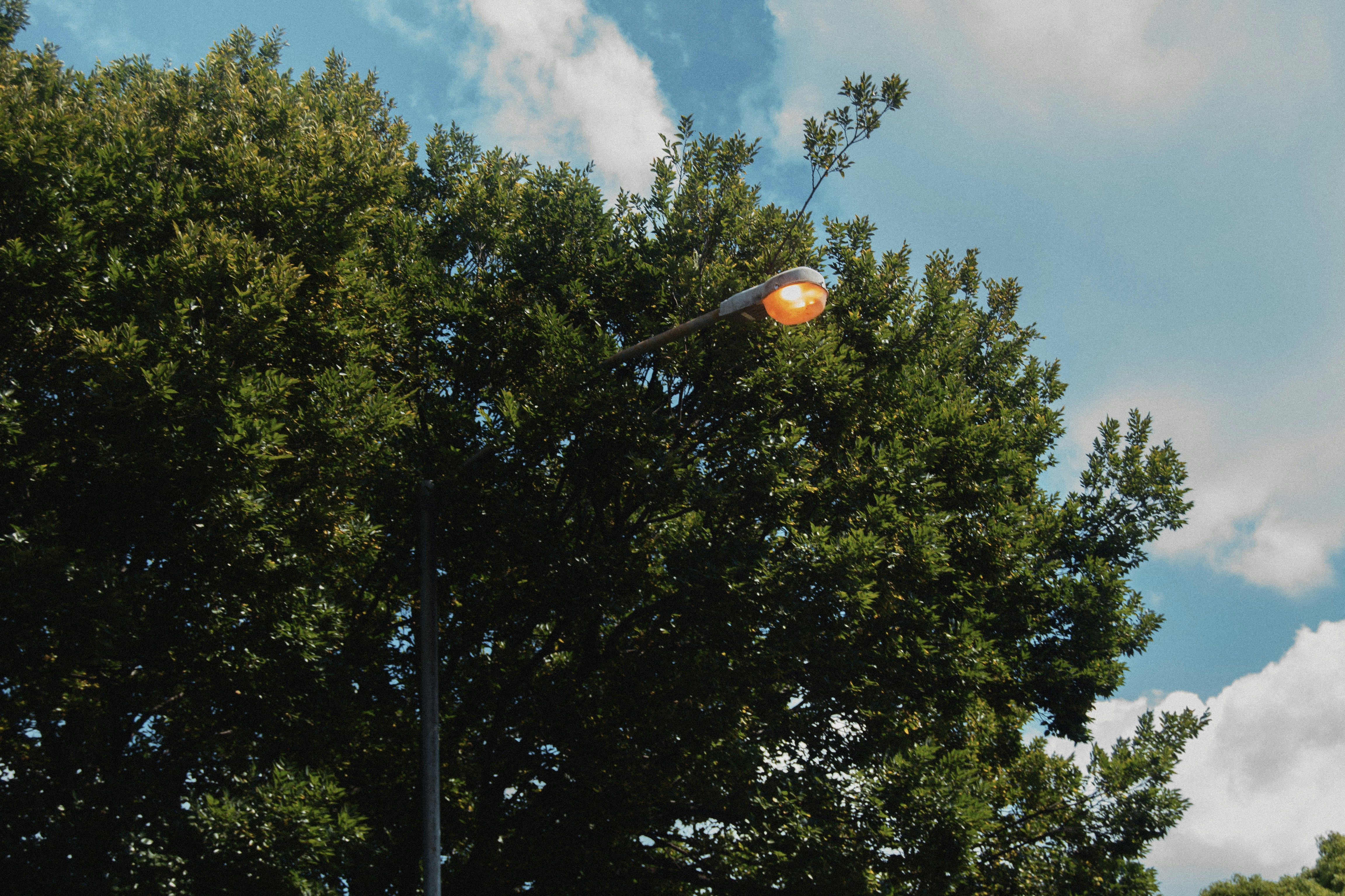Streetlight glows through green tree leaves