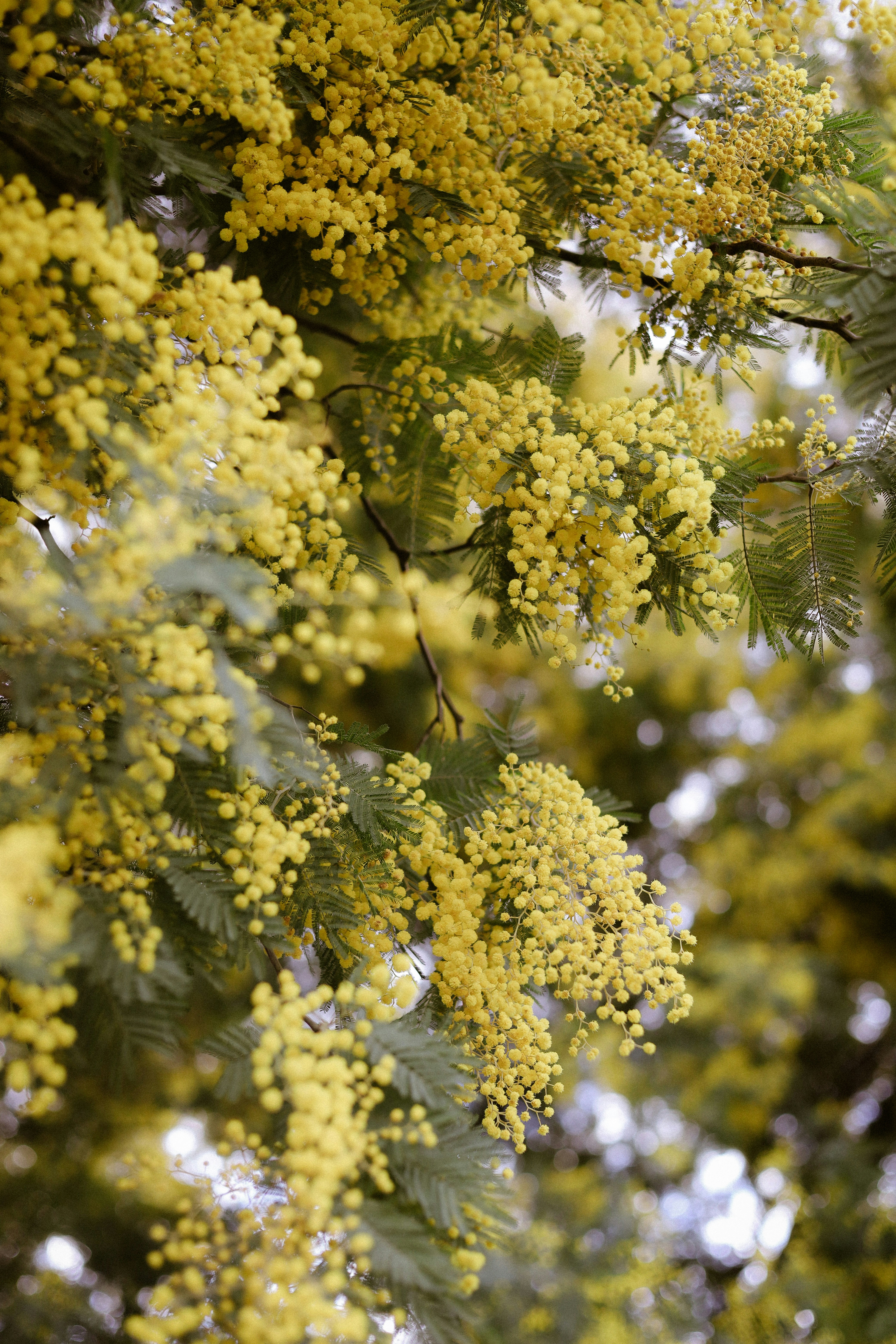 Close-up of yellow mimosa flowers on branches.