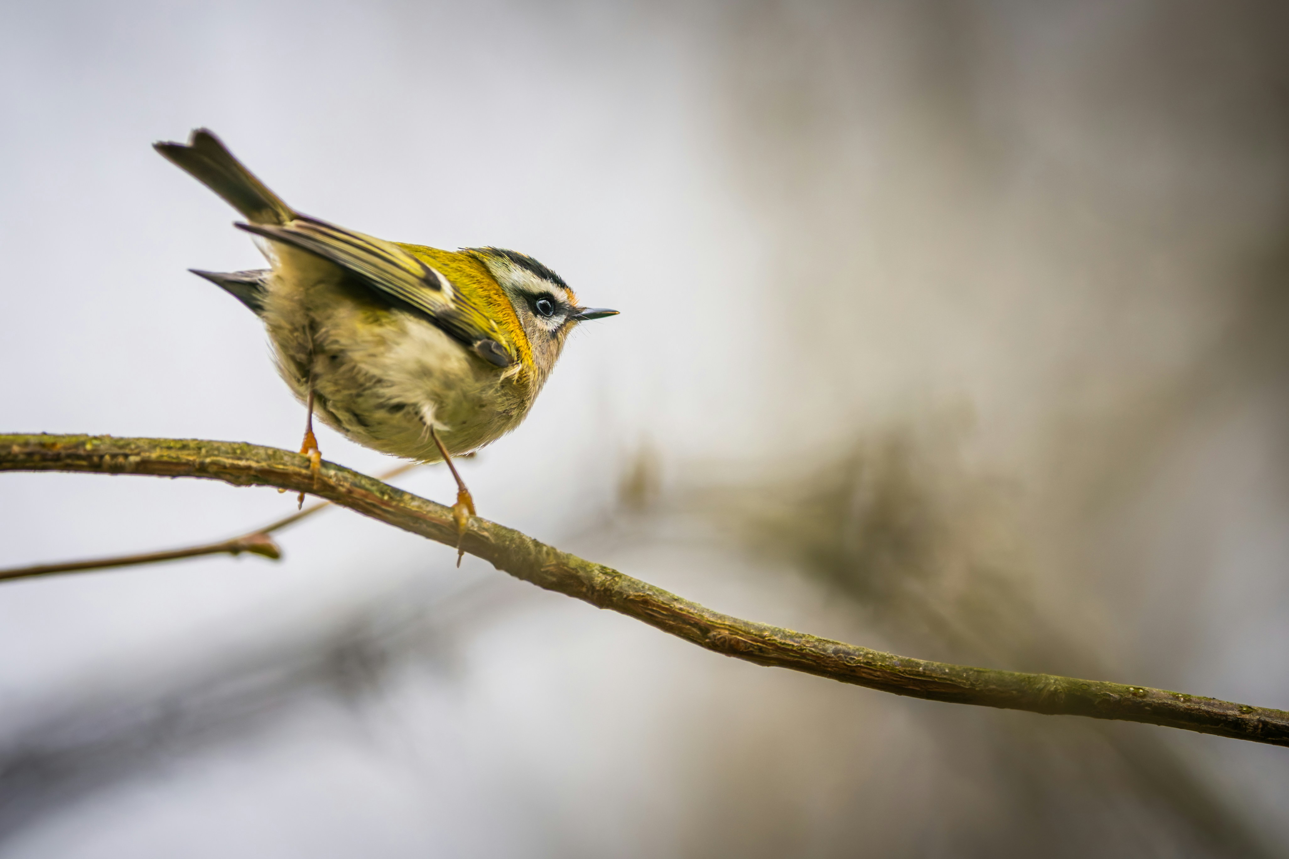 Pájaro pequeño con rayas amarillas y negras en la cabeza