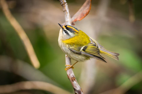 A small bird with a yellow and black striped head
