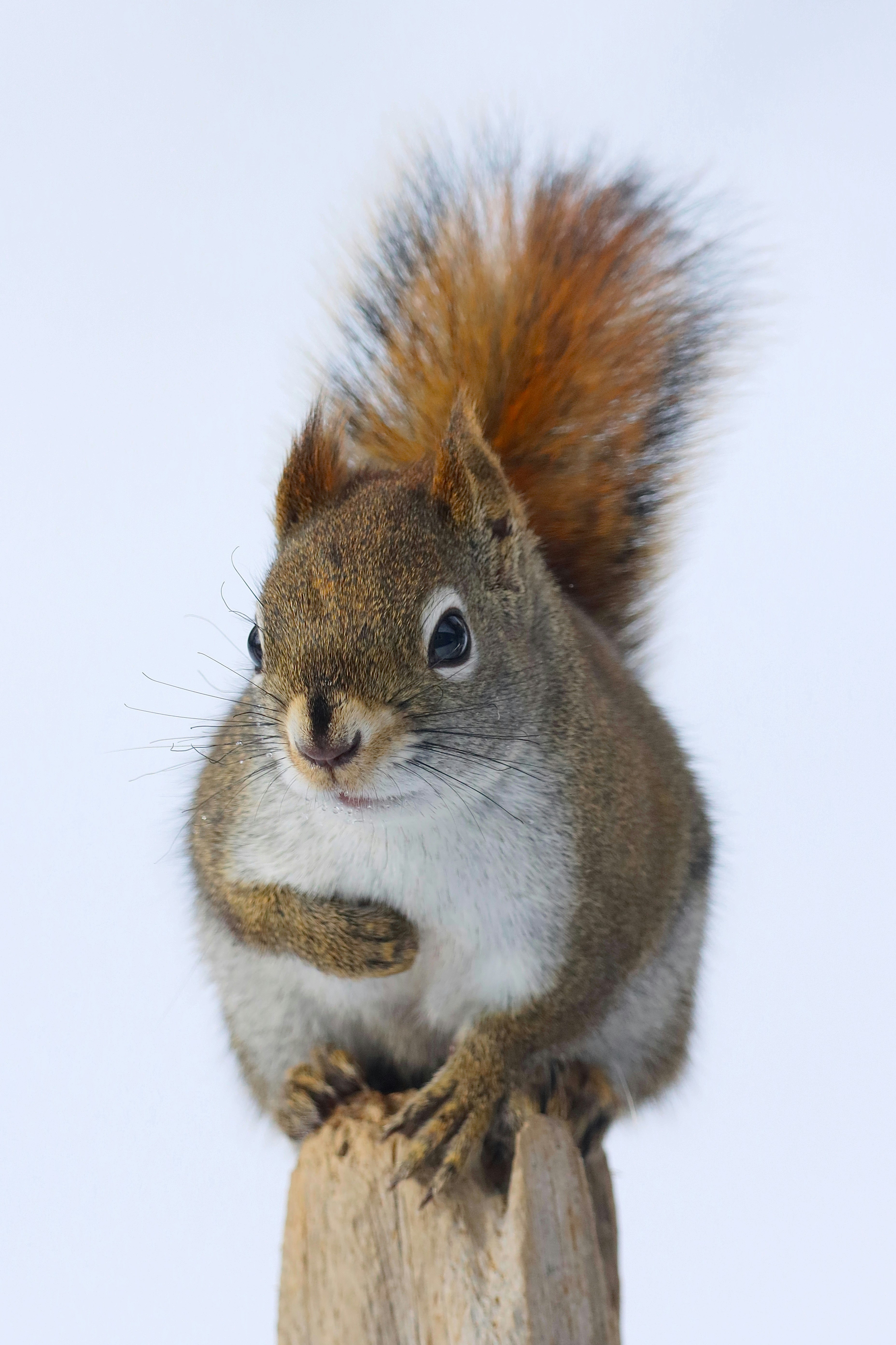 Photo by stephgibeaultart