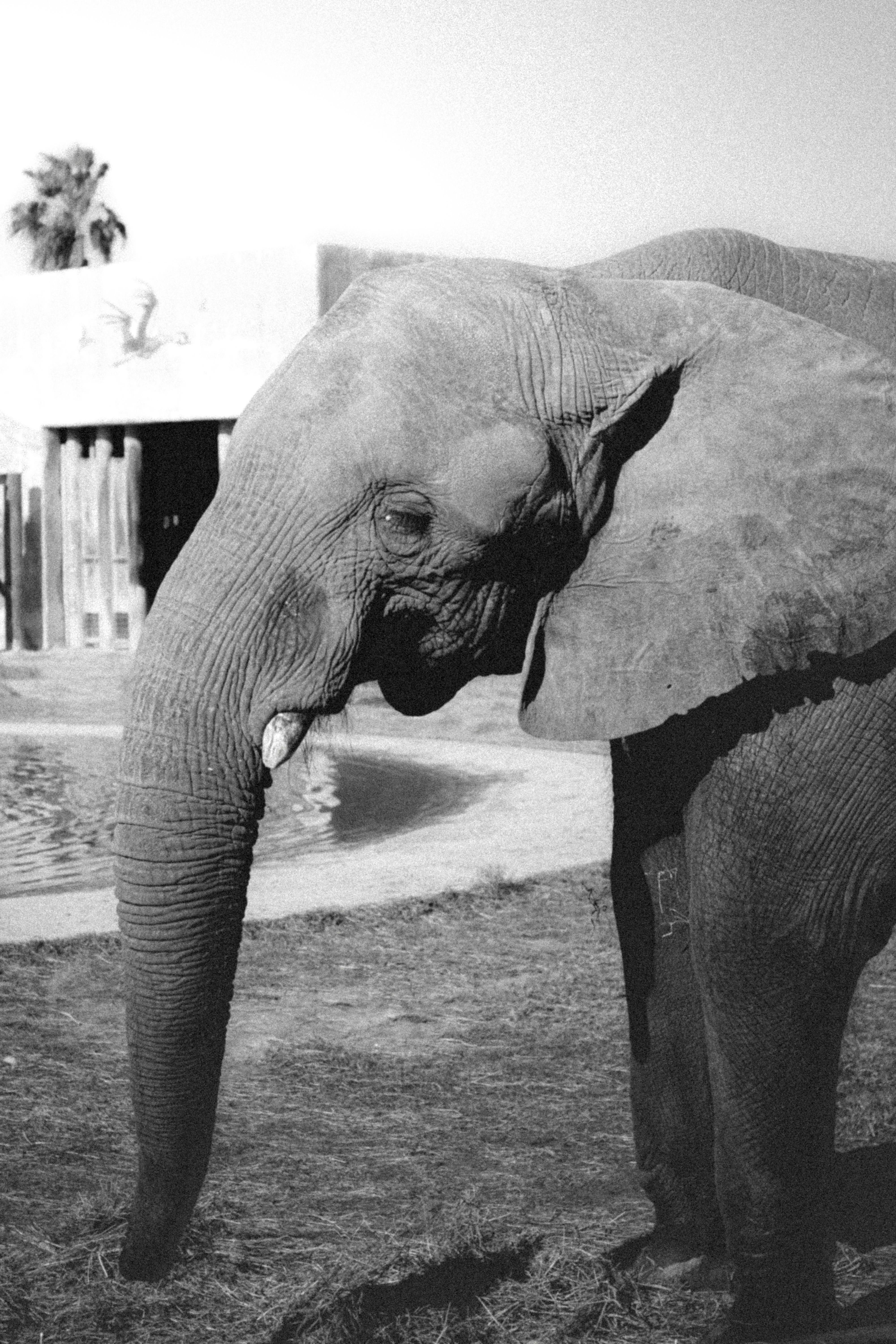 Close-up of an elephant's head in black and white.
