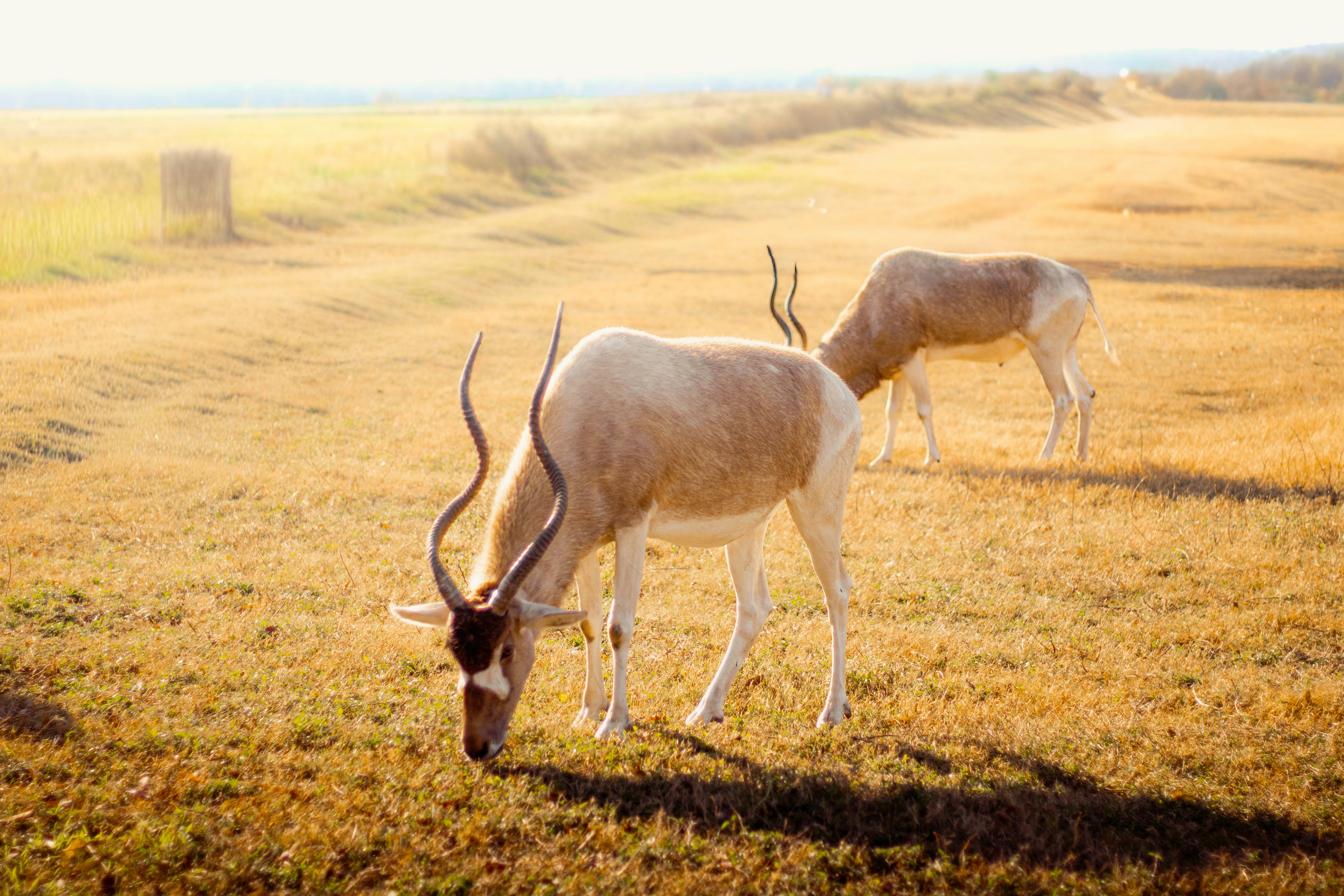 Two antelopes grazing in a dry grassy field.
