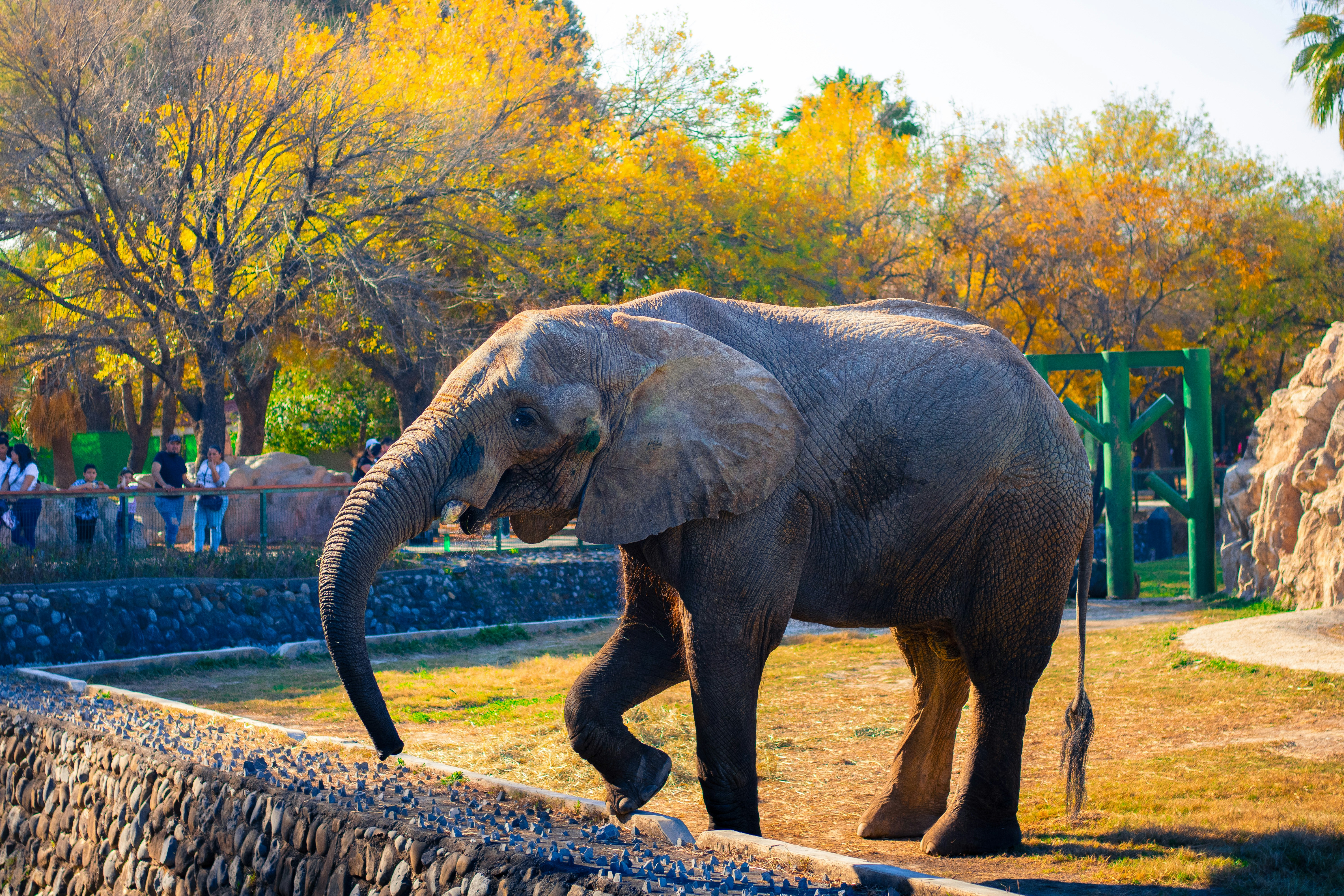 An elephant walks in an outdoor enclosure at a zoo.