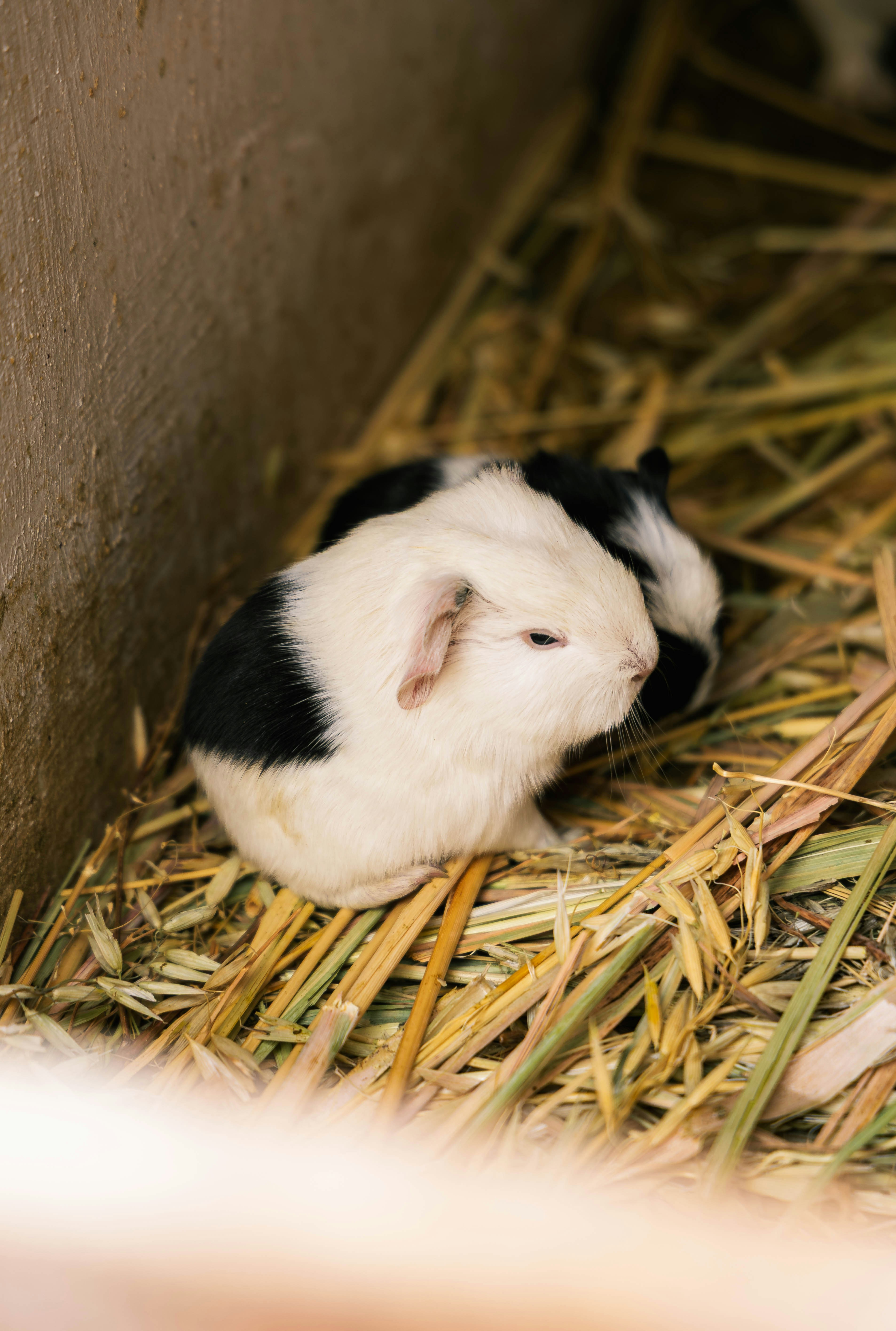 Two guinea pigs resting in hay