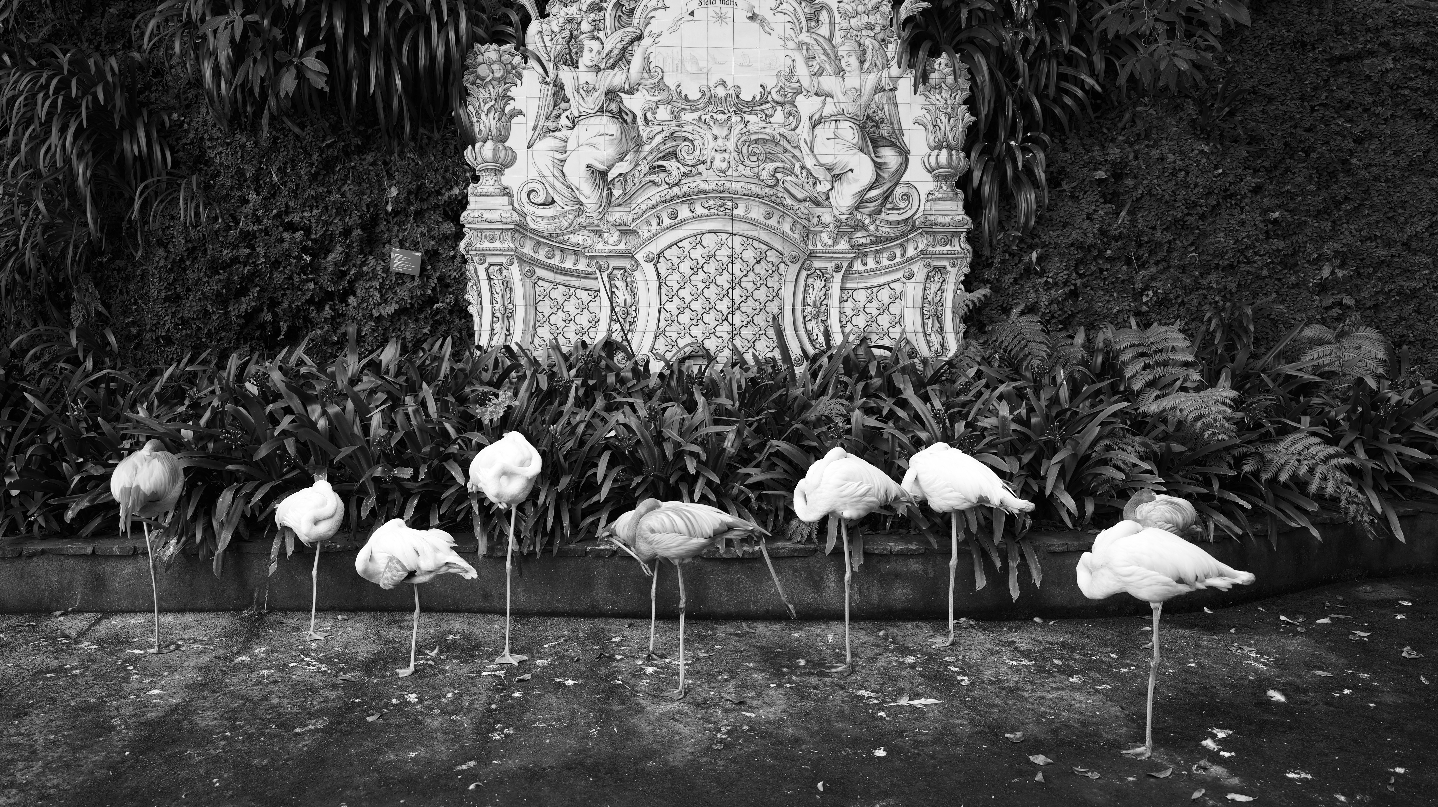Flamingos stand in a line near a decorative fountain.
