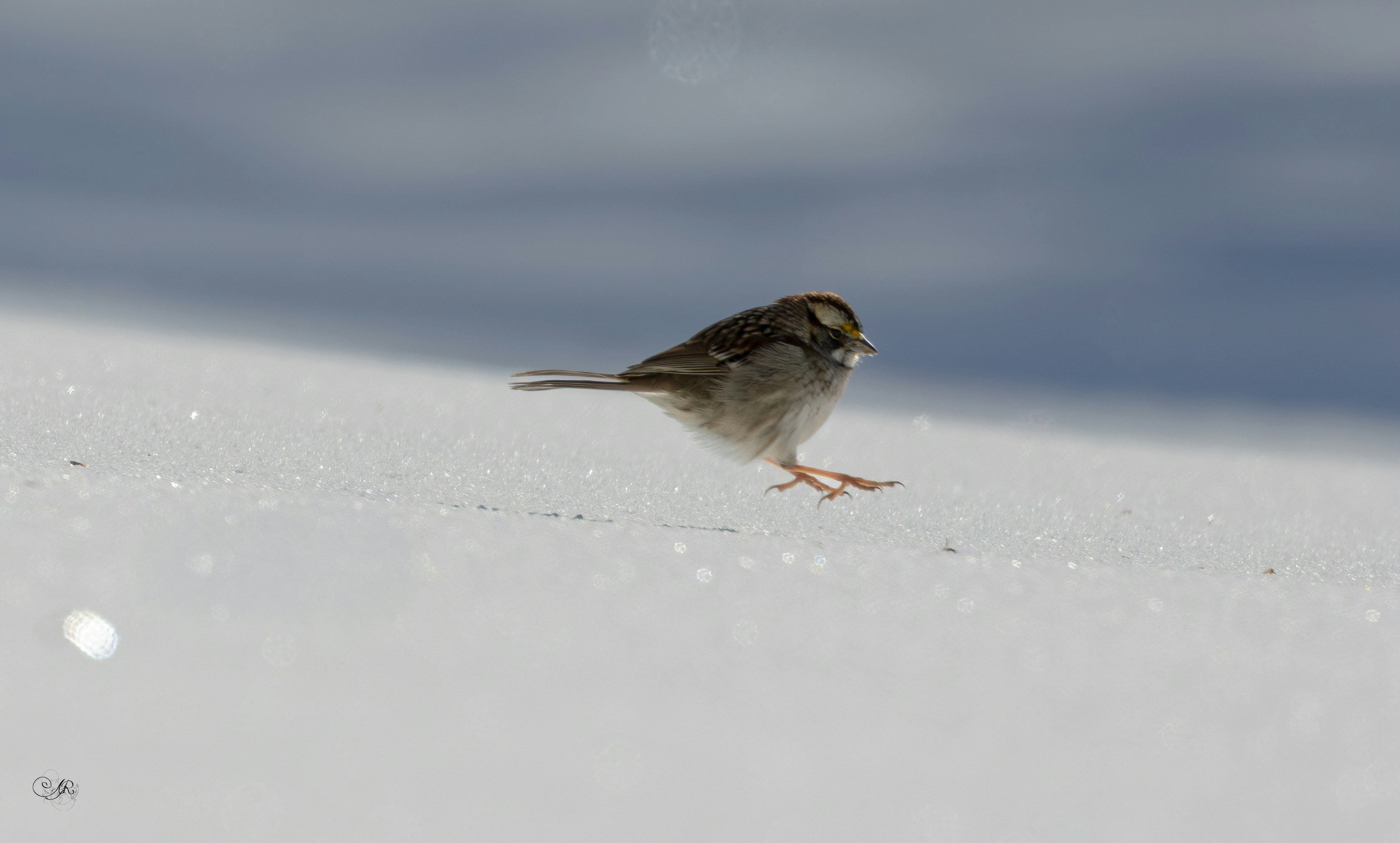 A small bird stands on a snow-covered ground.