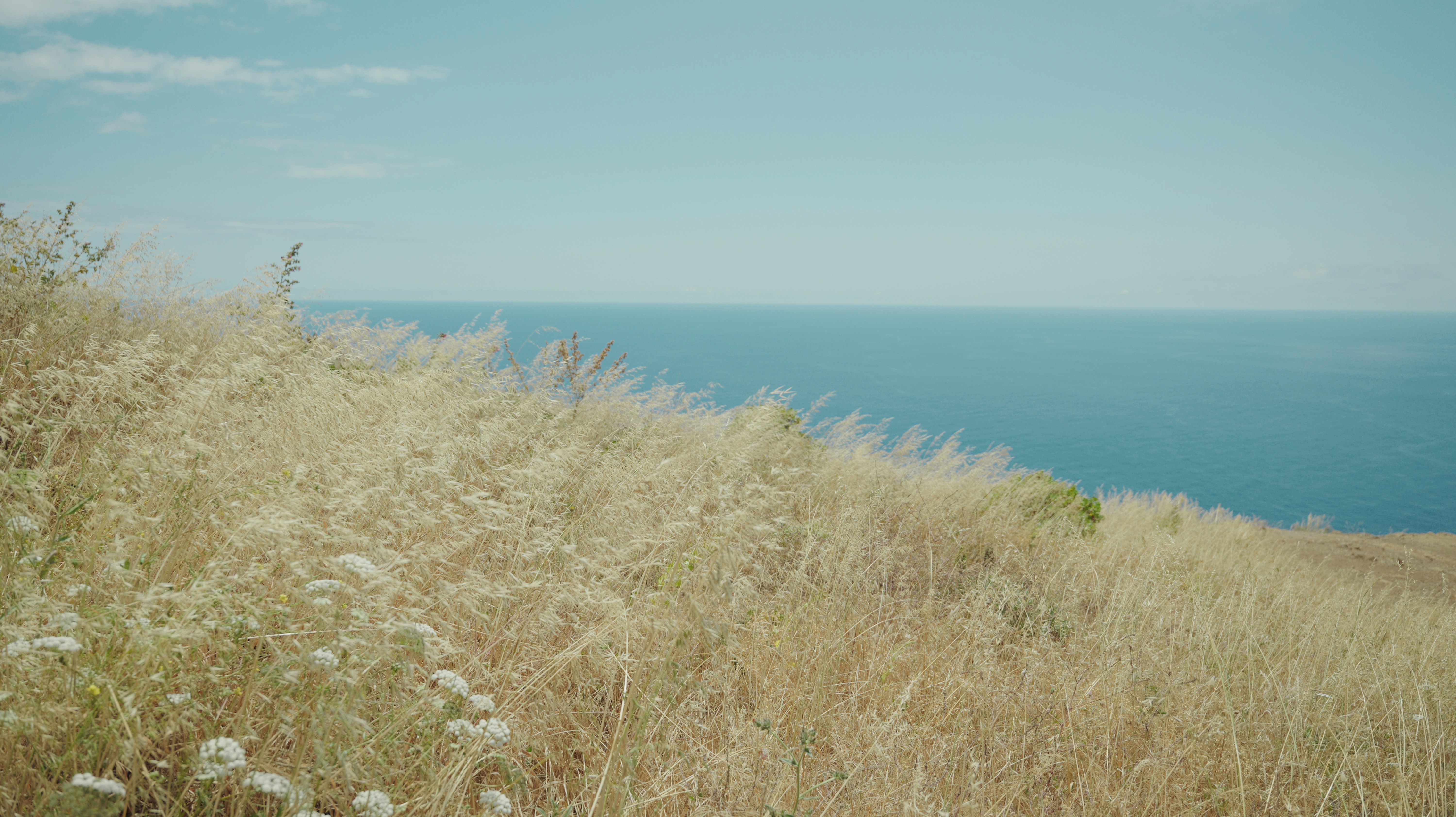 Dry grass on a hill overlooking the ocean