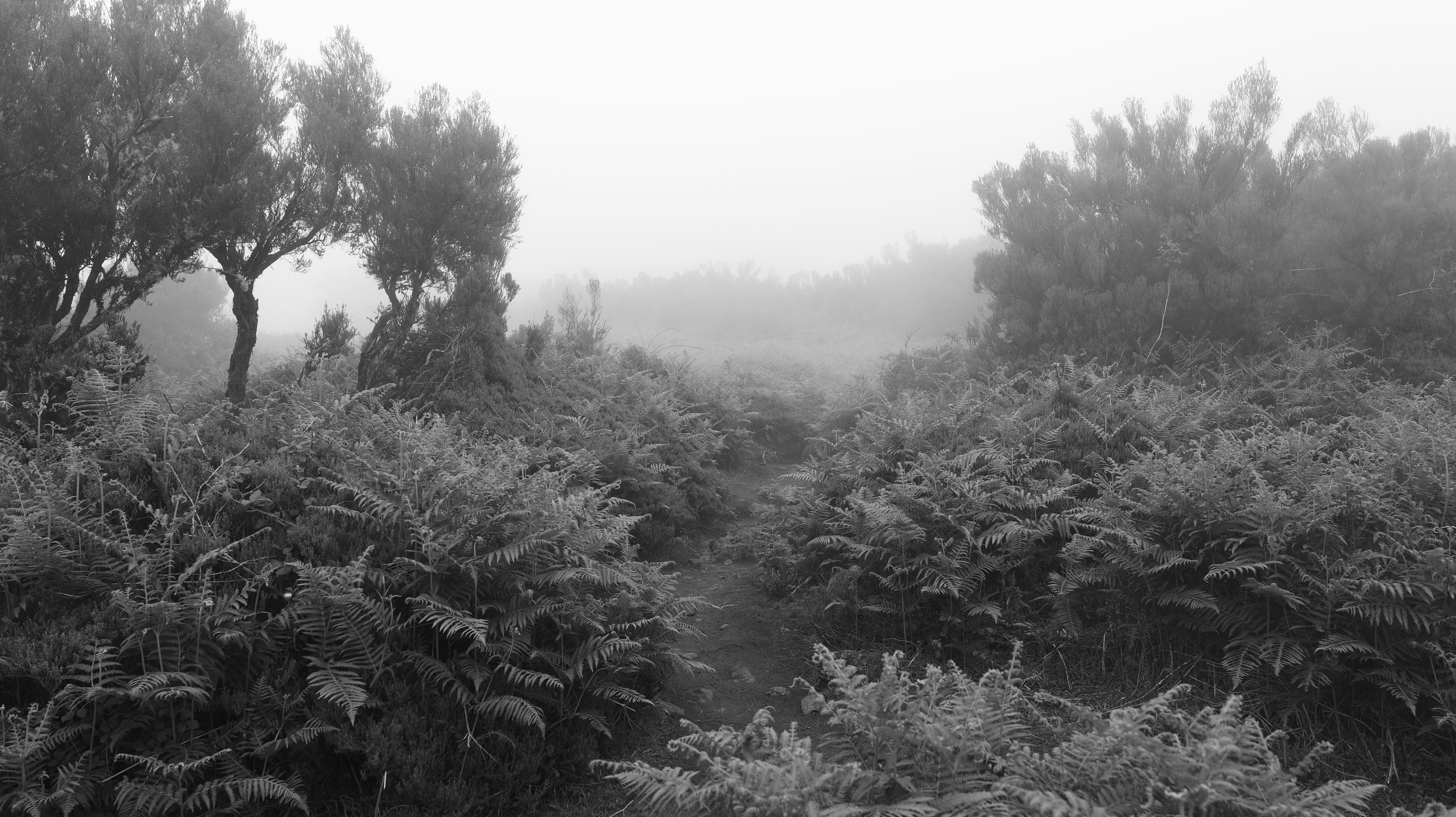 Misty forest path surrounded by ferns and trees