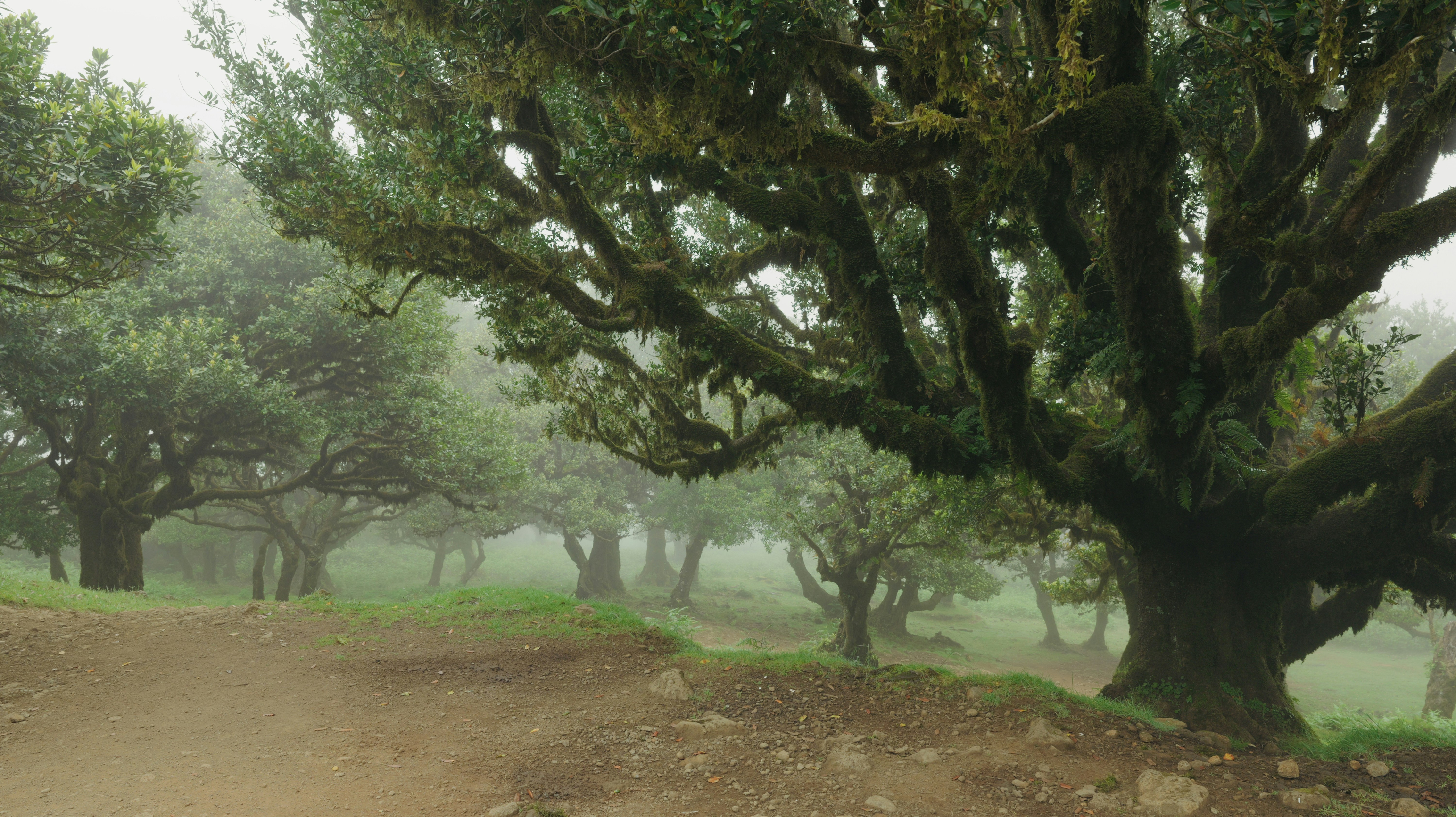 Misty forest path with ancient moss-covered trees