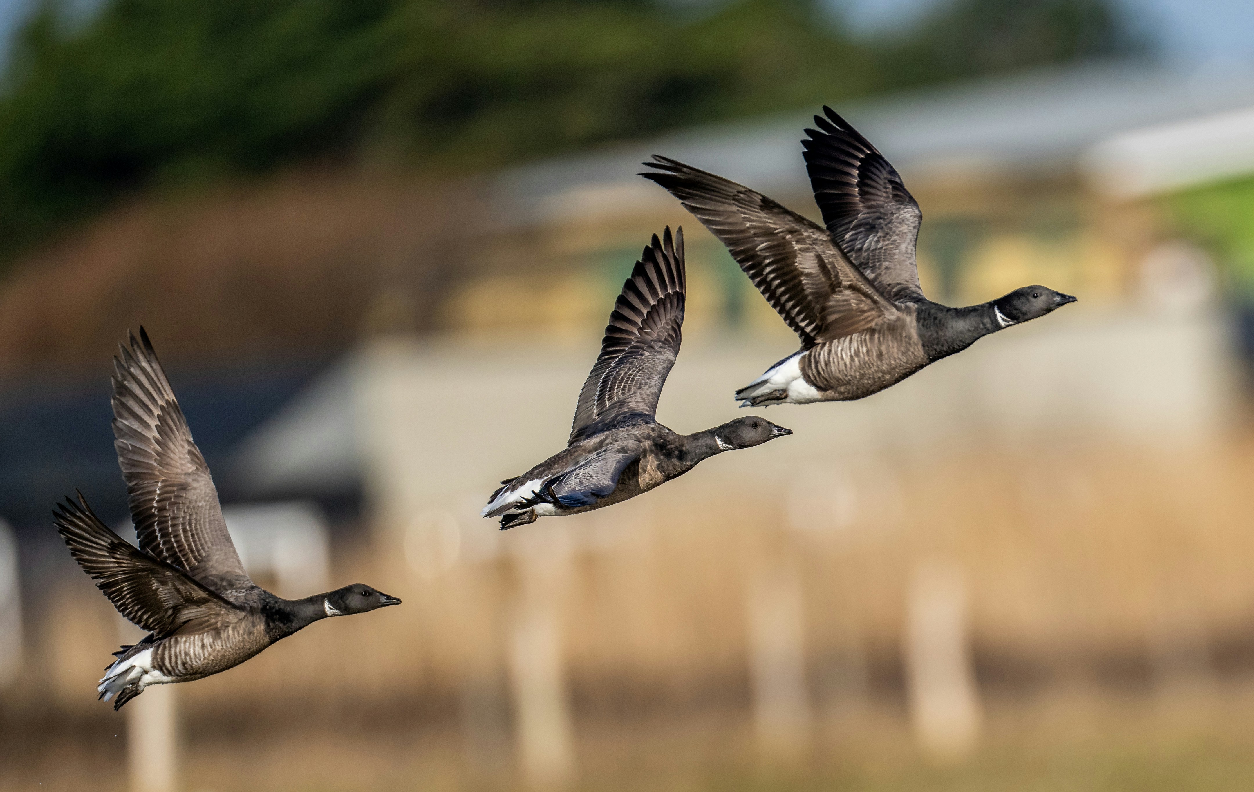 三羽のガチョウが野原の上空を隊列を組んで飛んでいる