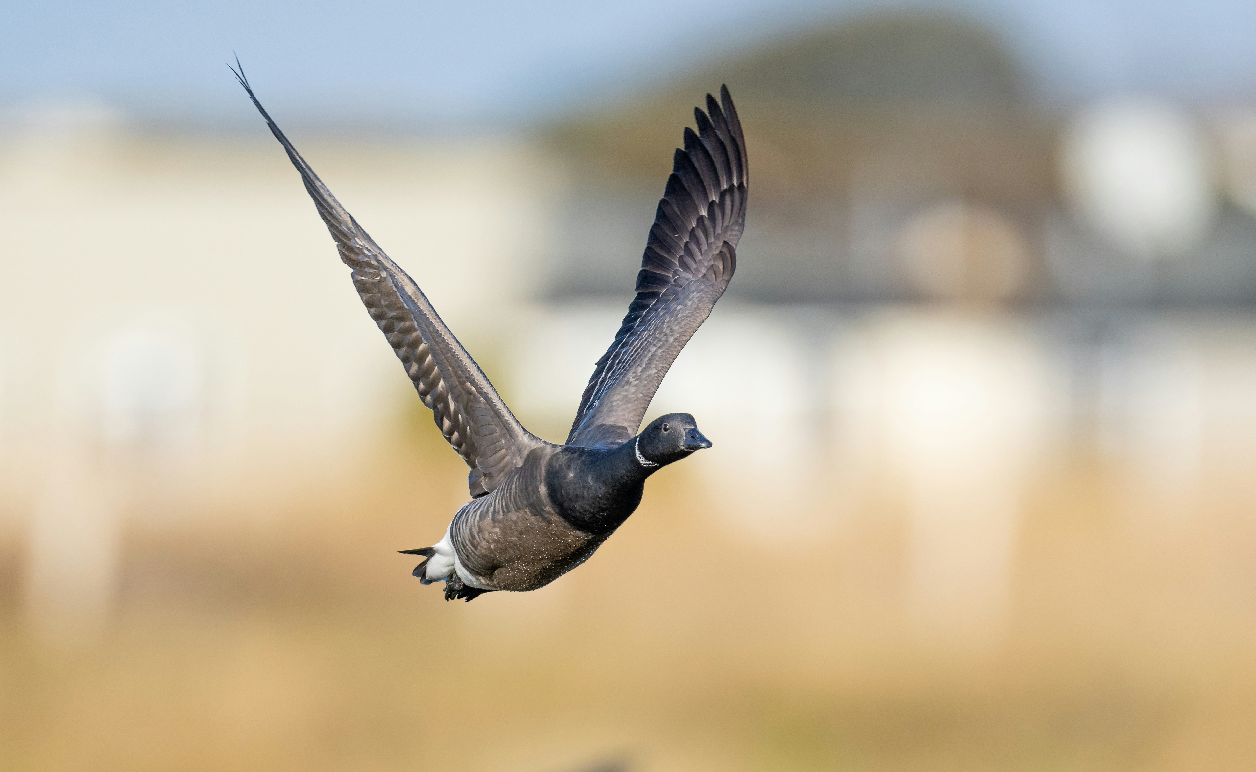 翼を大きく広げて飛ぶガチョウ。