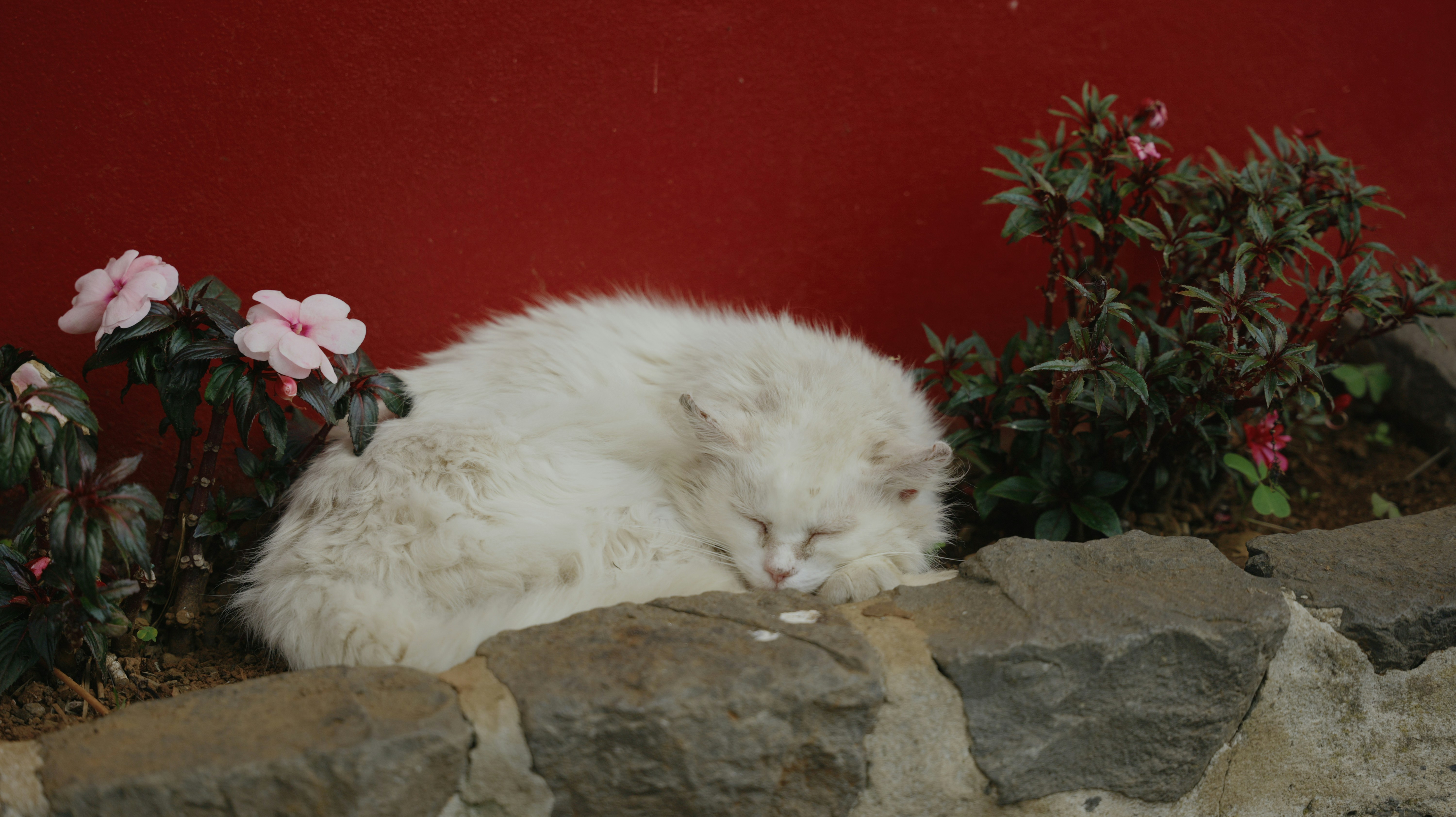 A fluffy white cat sleeps on a stone wall.