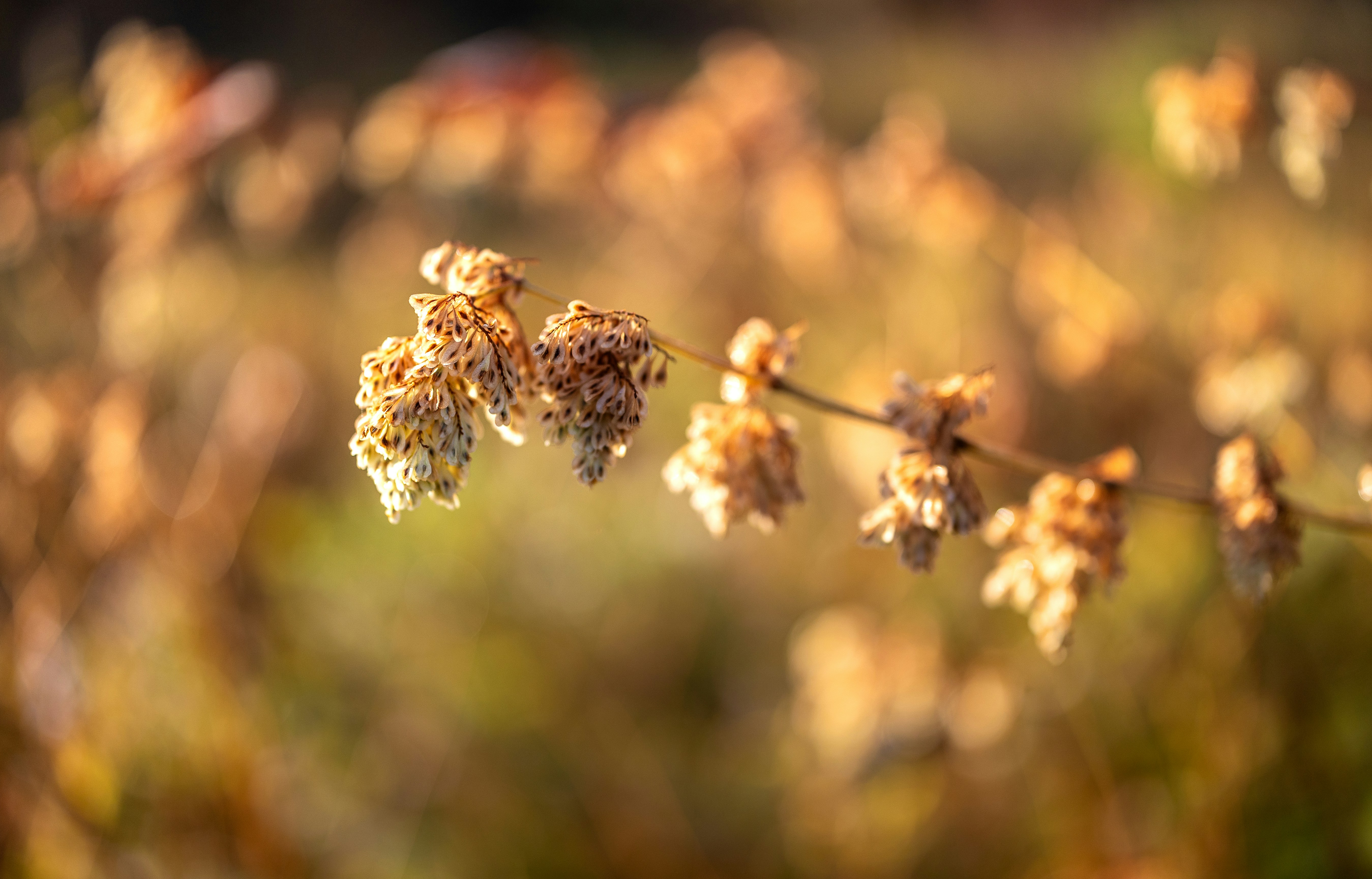 Dry seed heads on a stem in soft light