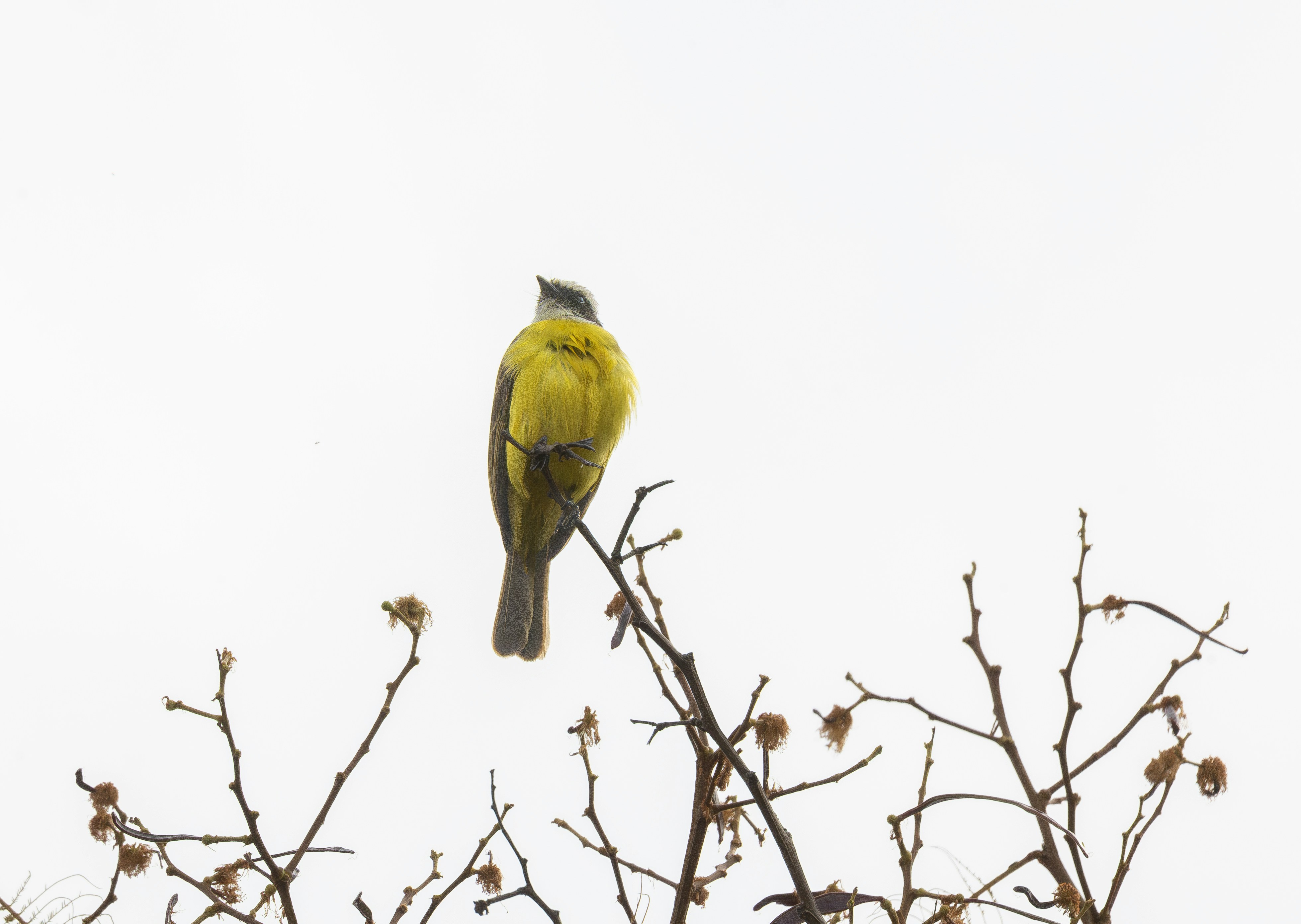 A yellow bird perched on a bare tree branch