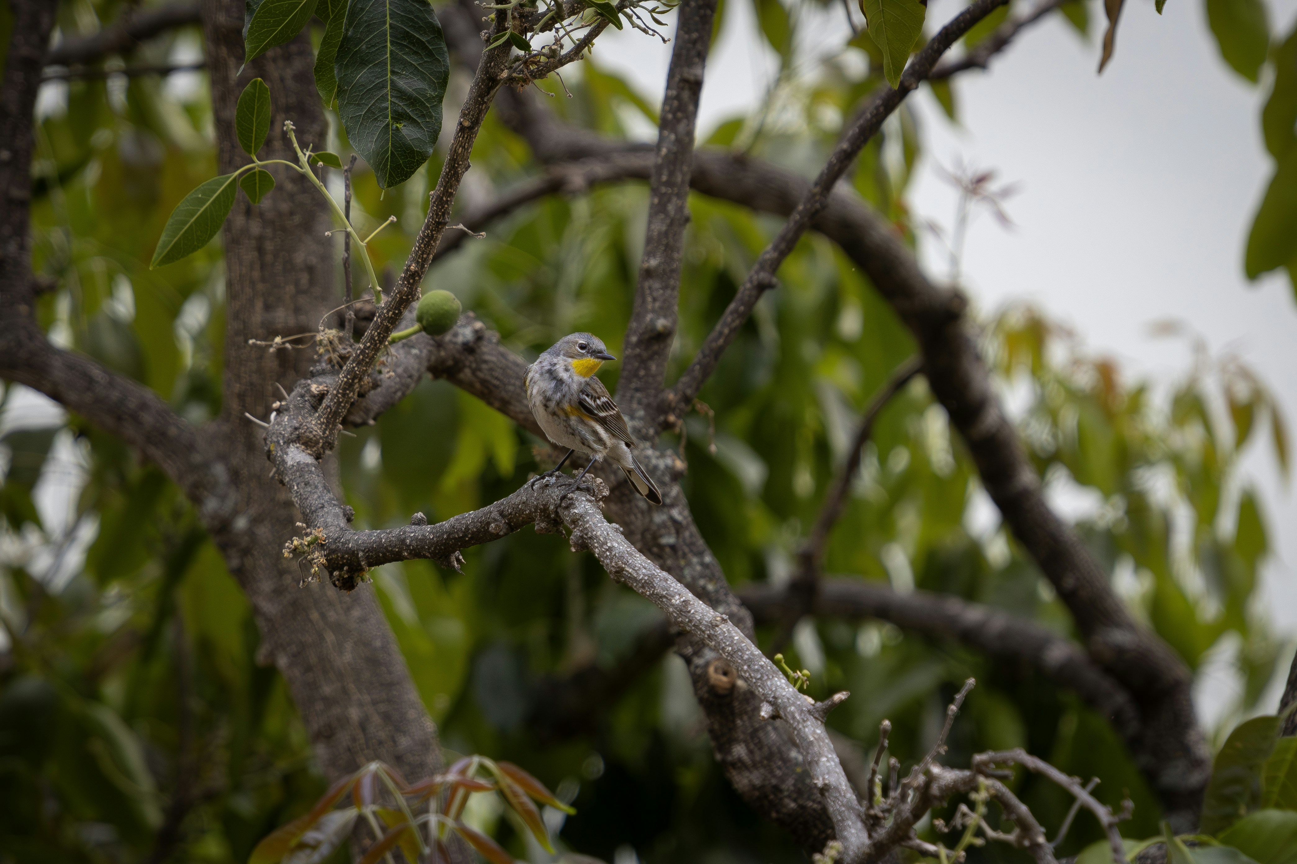 A small bird perched on a tree branch.