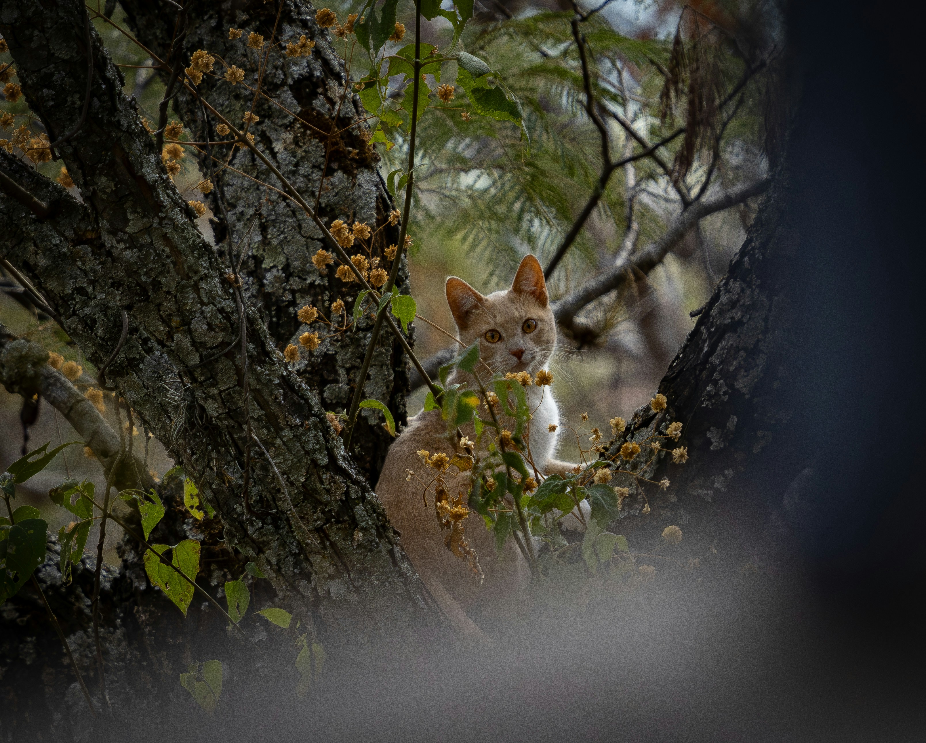 A ginger cat sits on a tree branch.