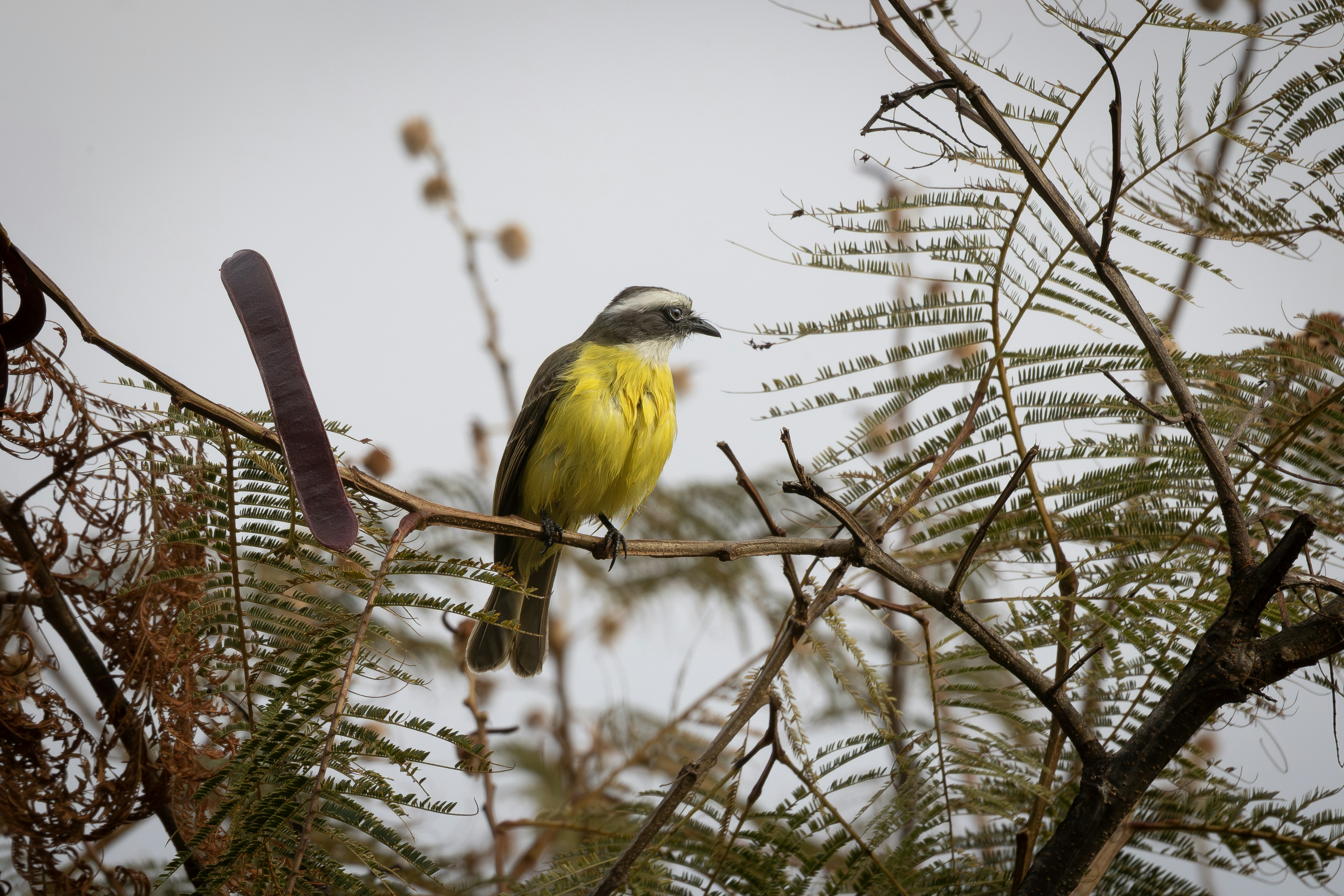 A bright yellow bird perched on a tree branch.