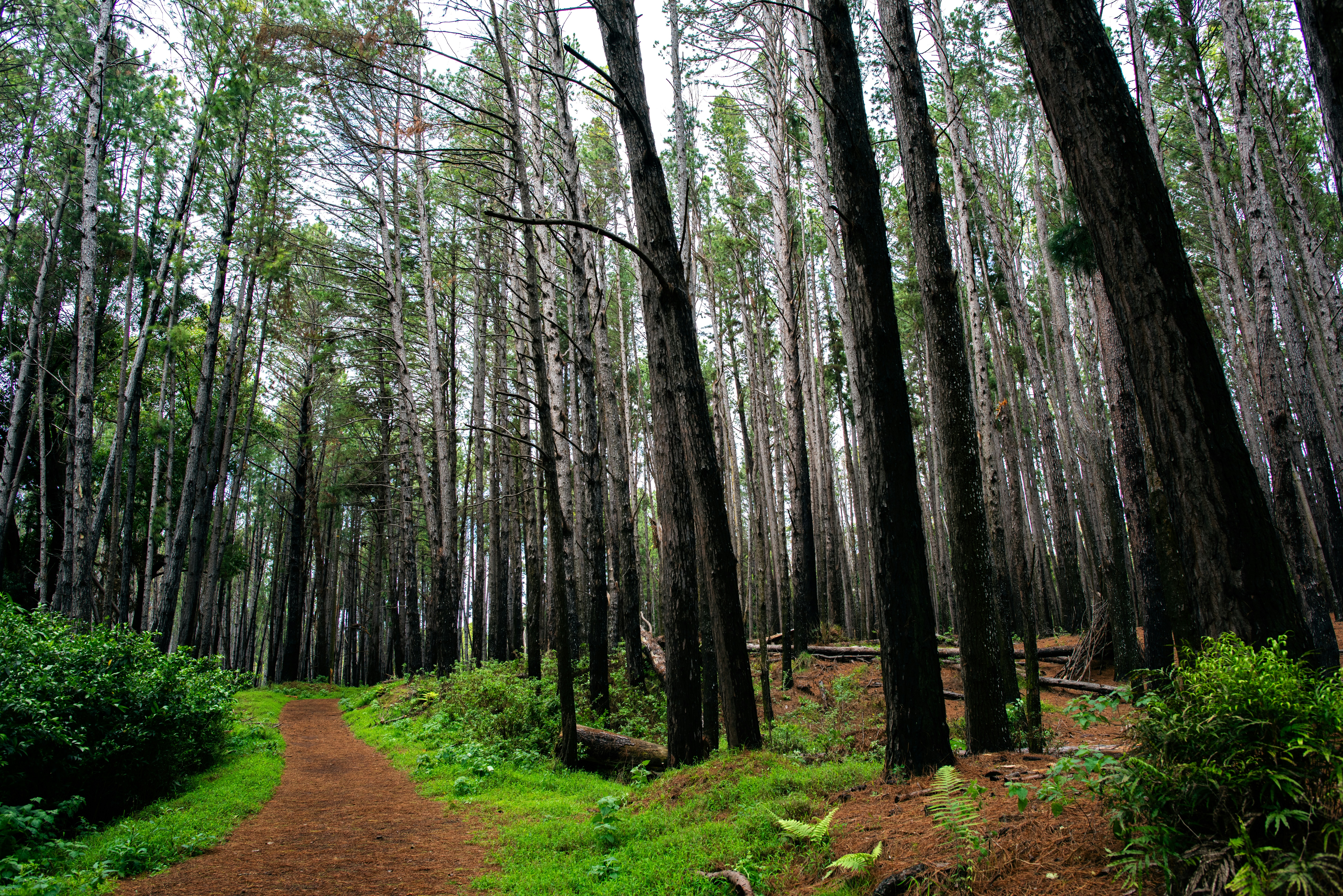 De grands arbres bordent un chemin de terre à travers une forêt verte.