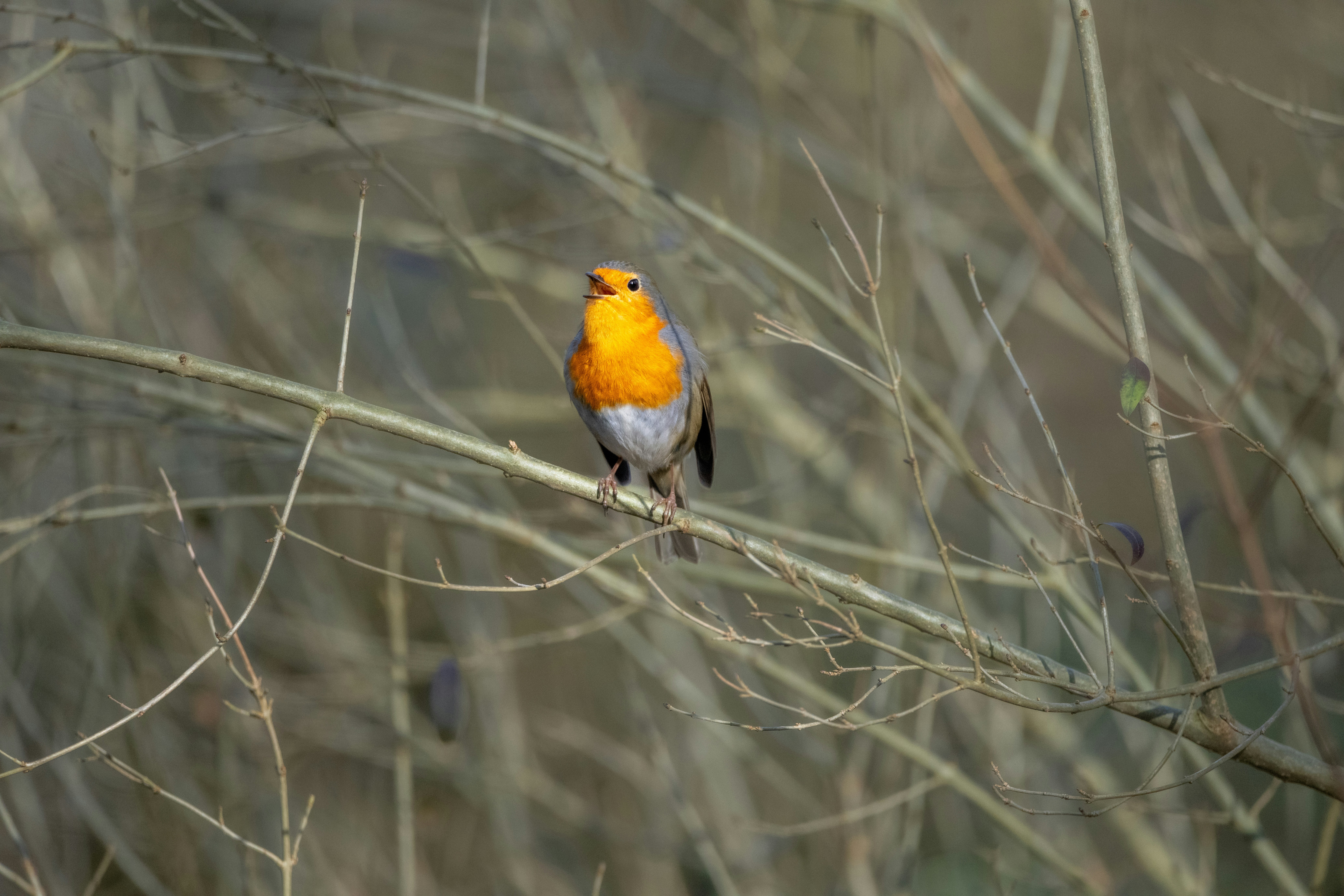 Photo by siegfriedpoepperl