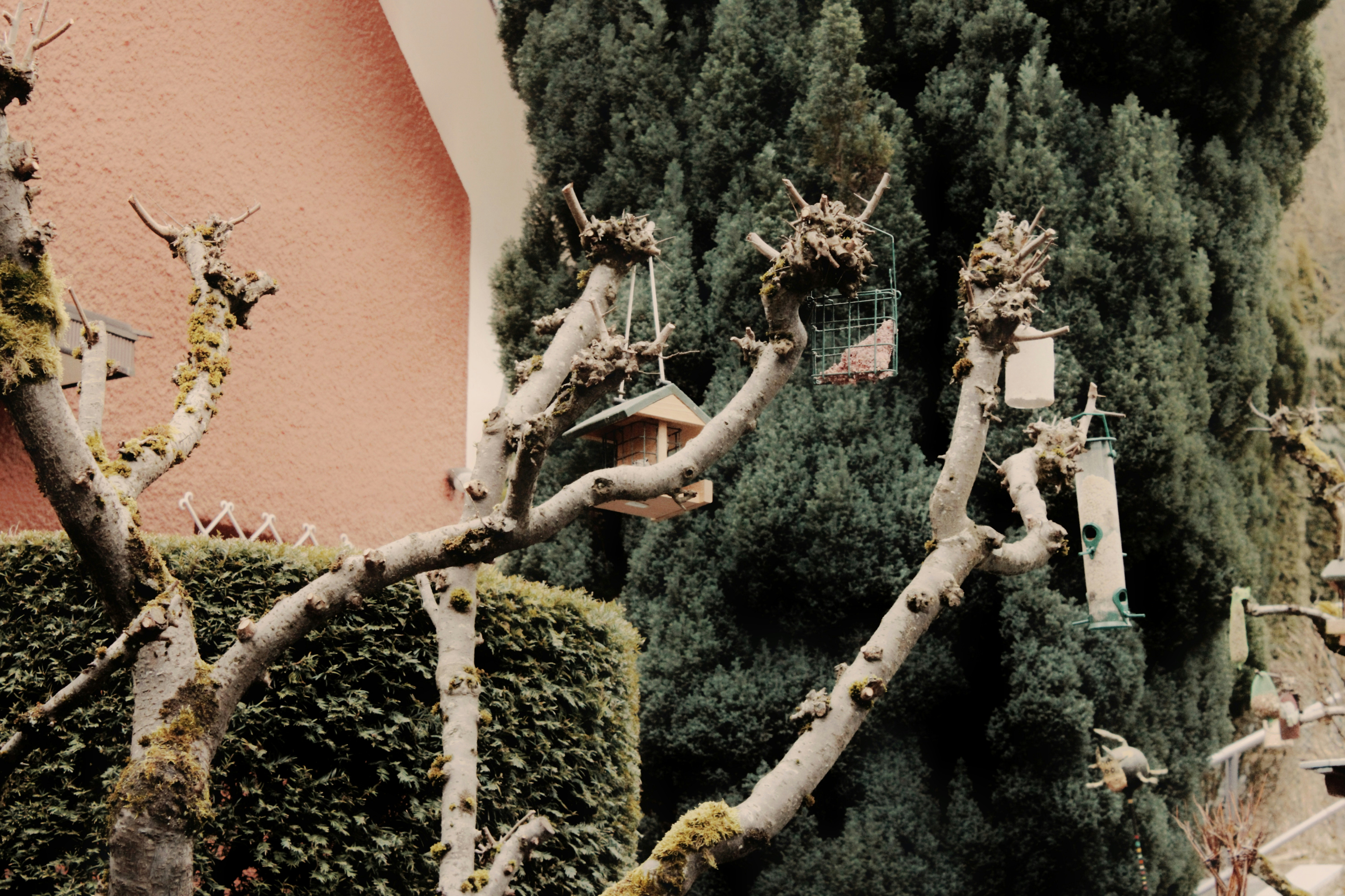 Vogelhäuschen hängen an nackten Ästen in der Nähe von immergrünen Pflanzen.