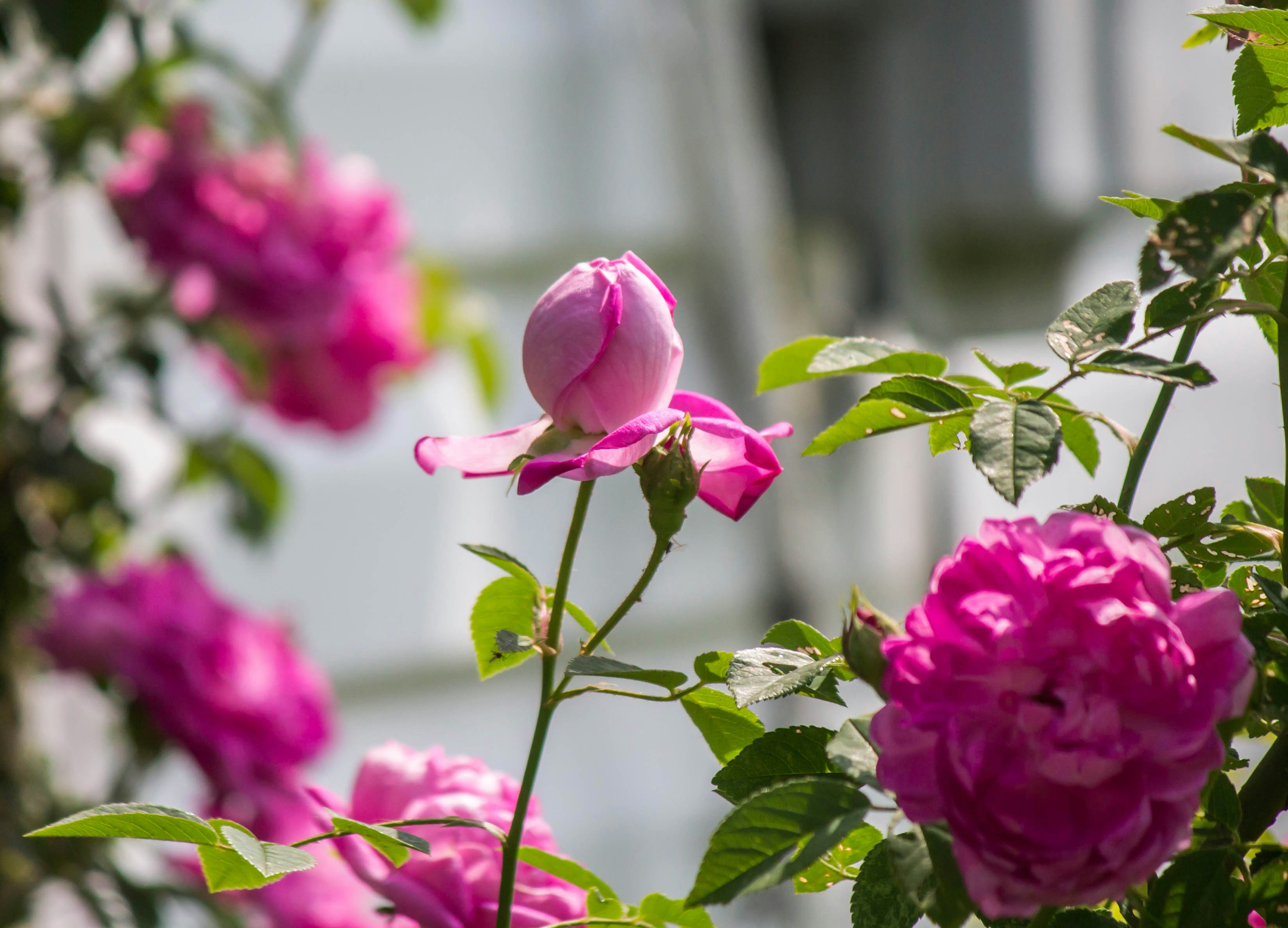 Photo by jimmypaxson