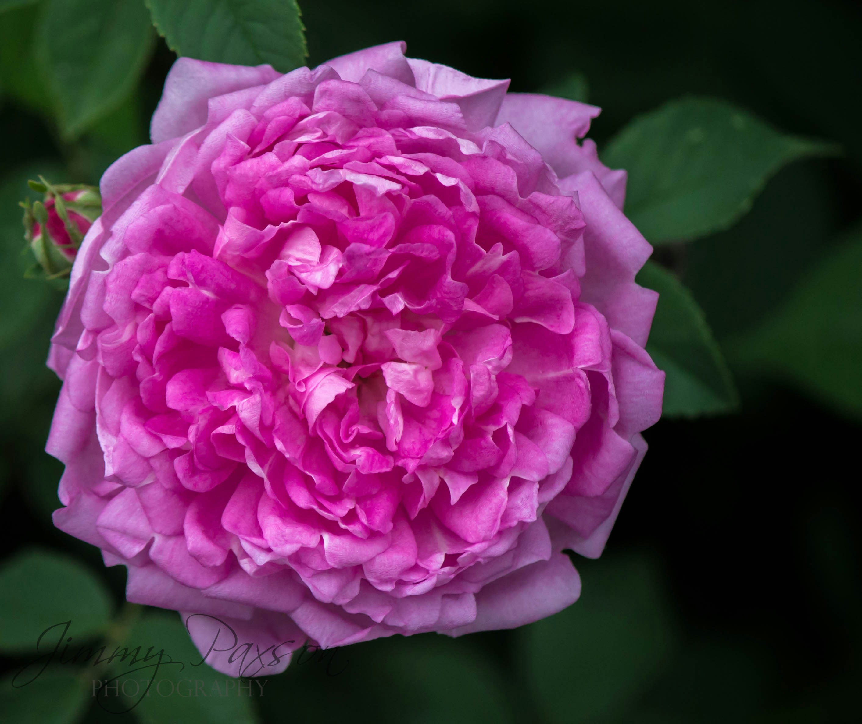 Photo by jimmypaxson