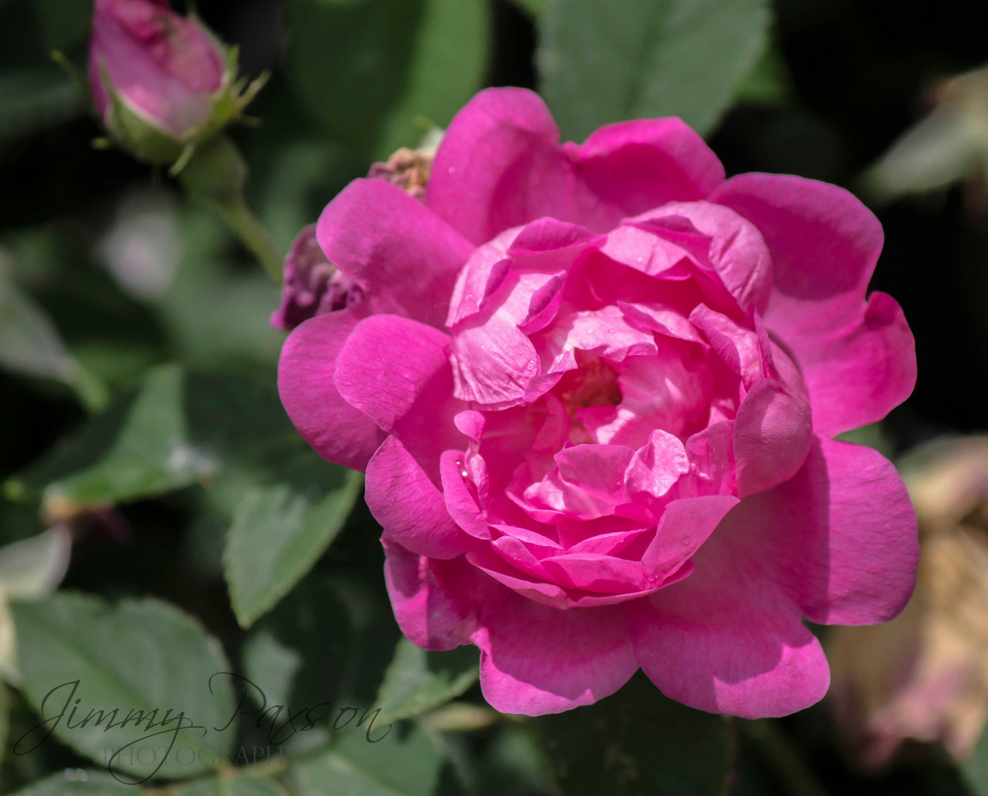 Photo by jimmypaxson