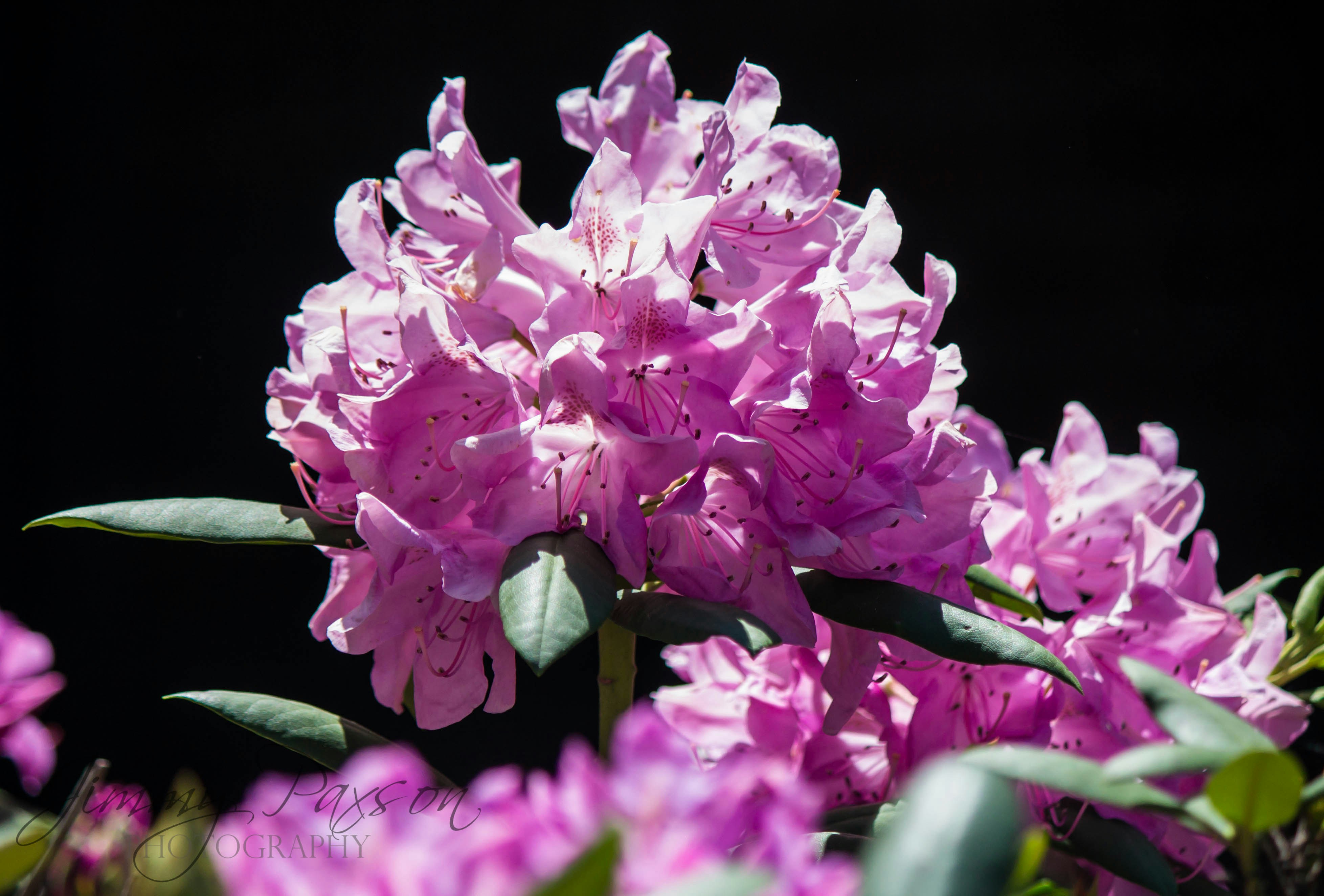 Photo by jimmypaxson