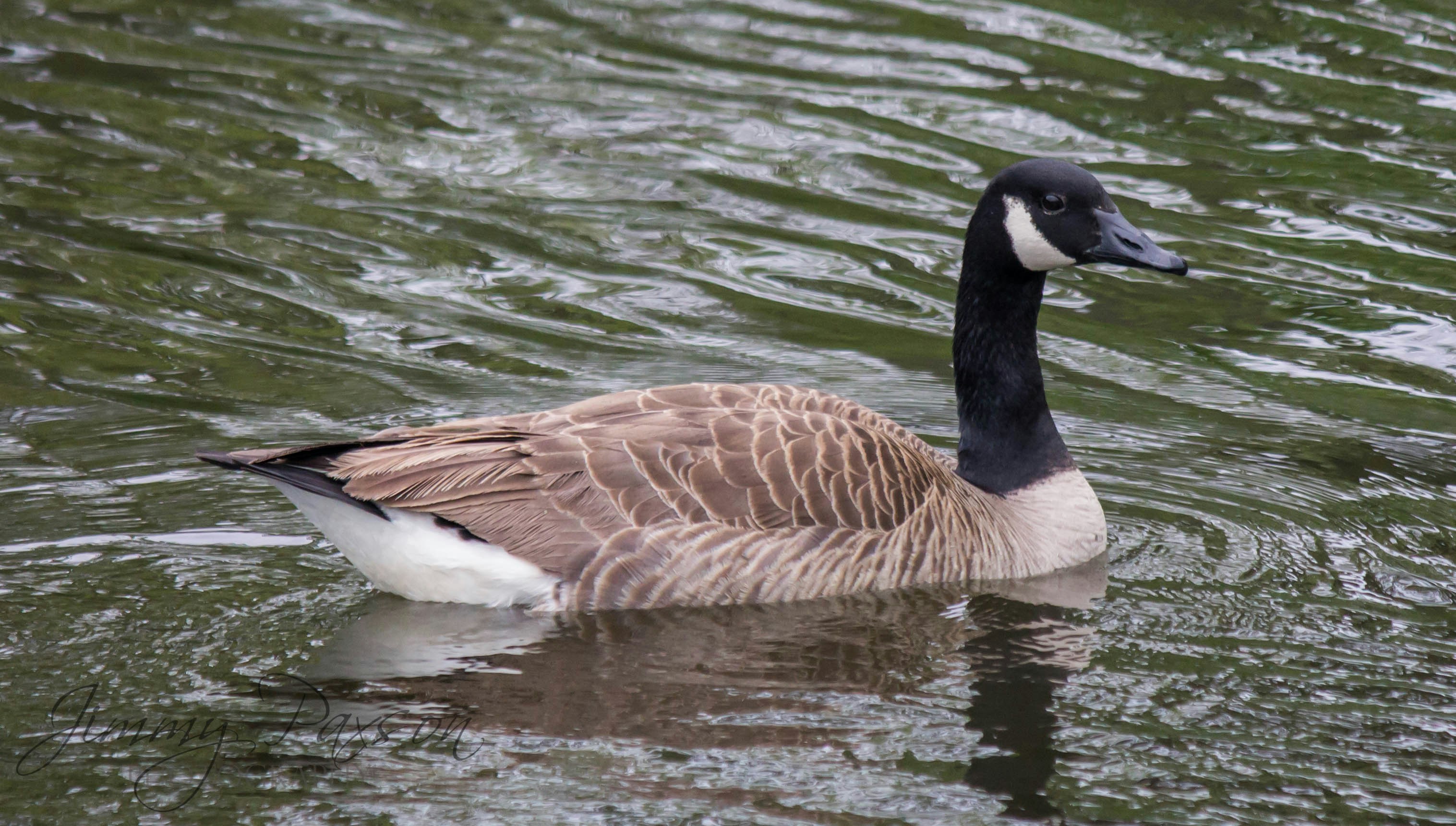 Photo by jimmypaxson