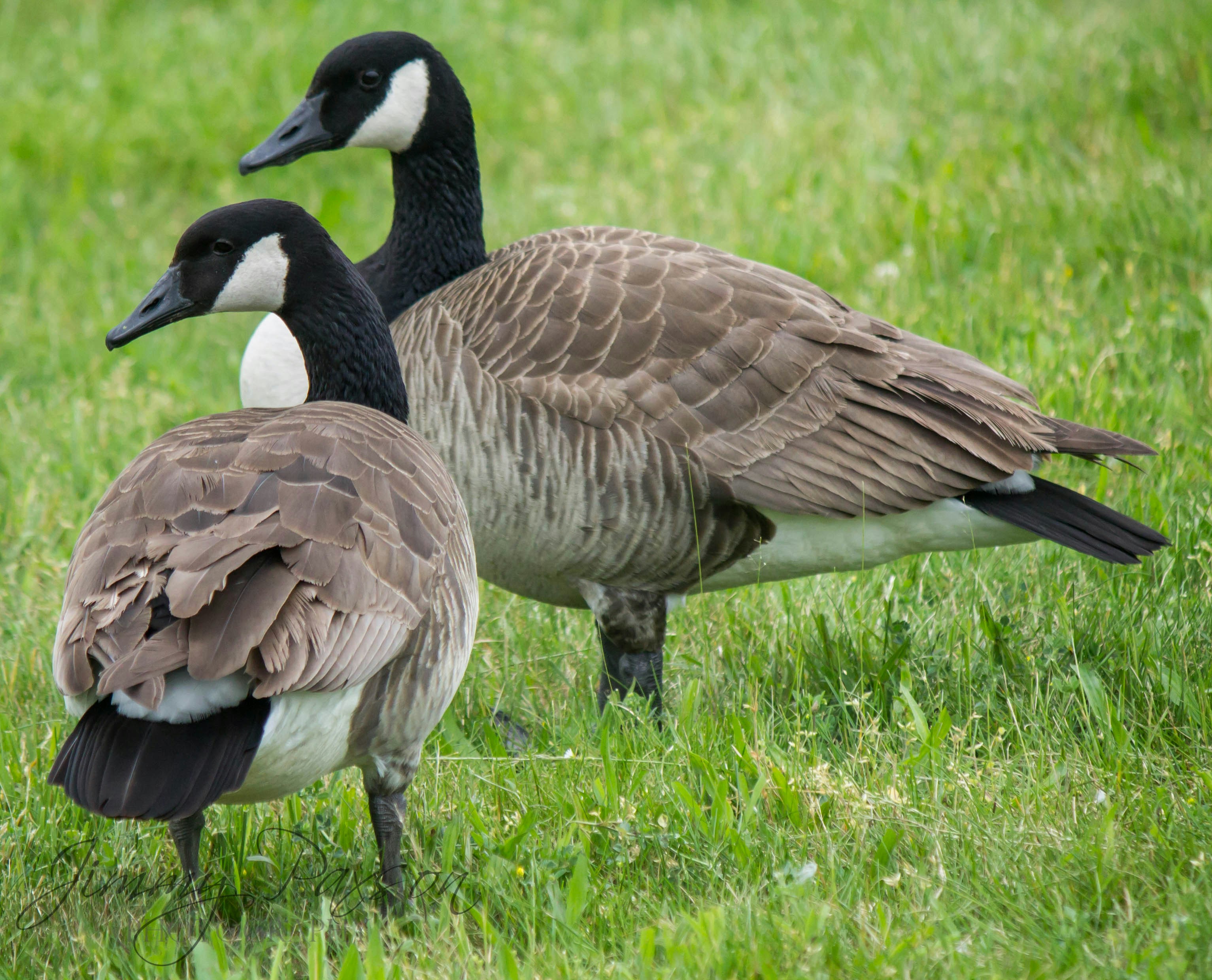 Photo by jimmypaxson