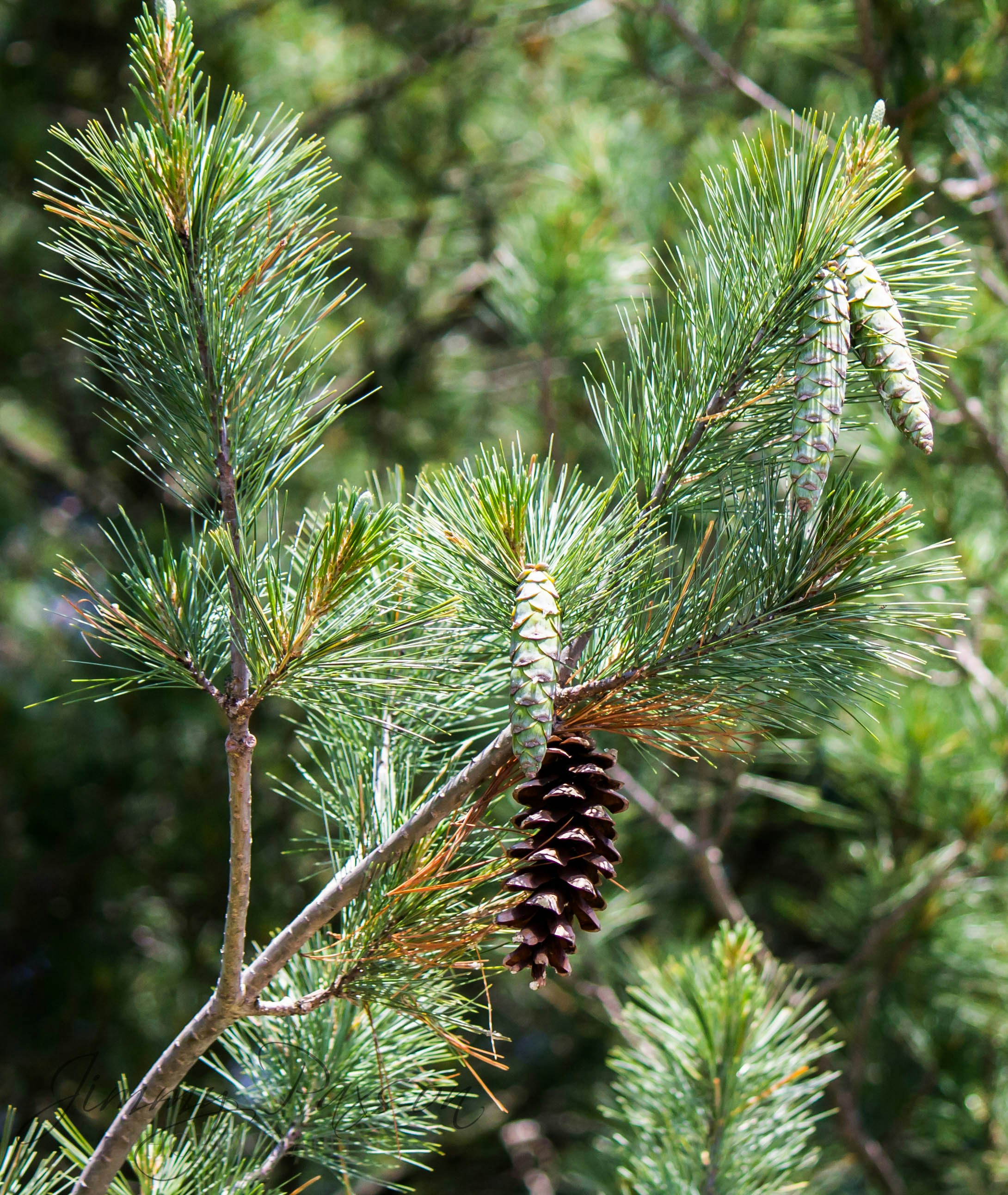 Photo by jimmypaxson