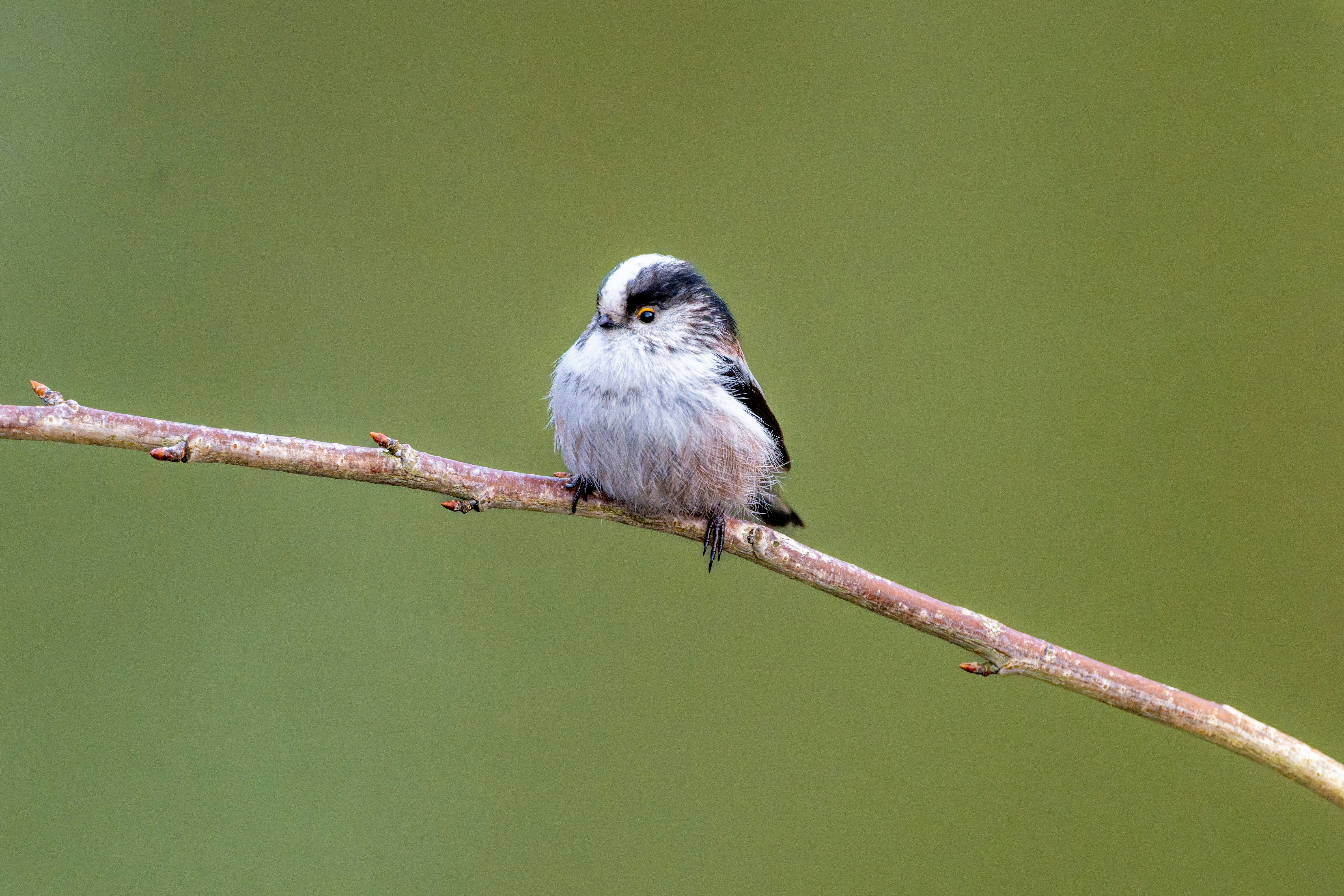 Photo by siegfriedpoepperl