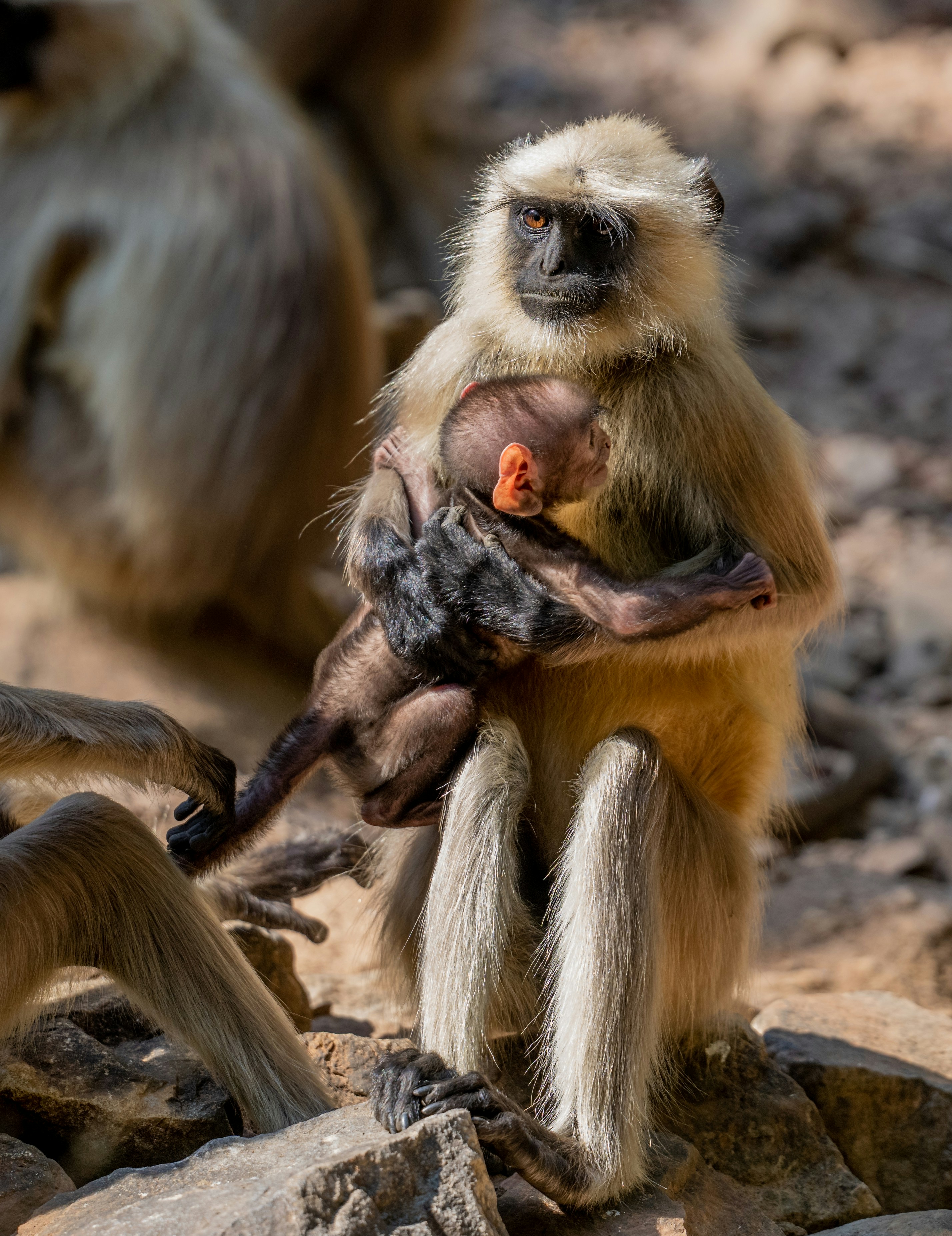 ラングールザルが赤ちゃんを腕に抱いている。