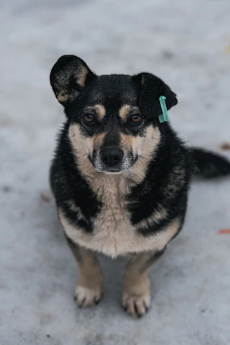 A small dog with black and tan fur sits outside